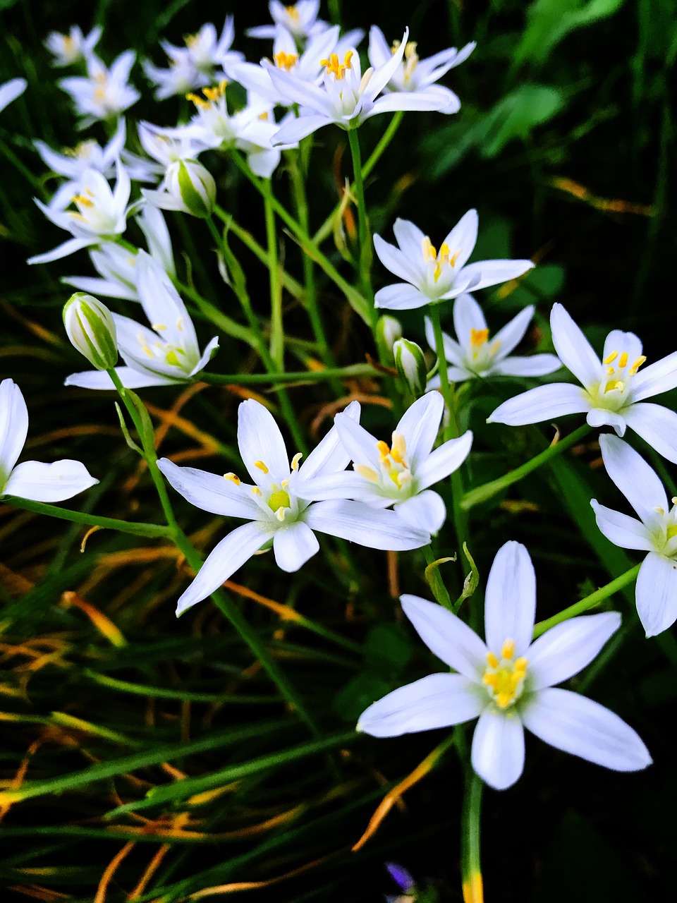 grass lilies  white  nature free photo