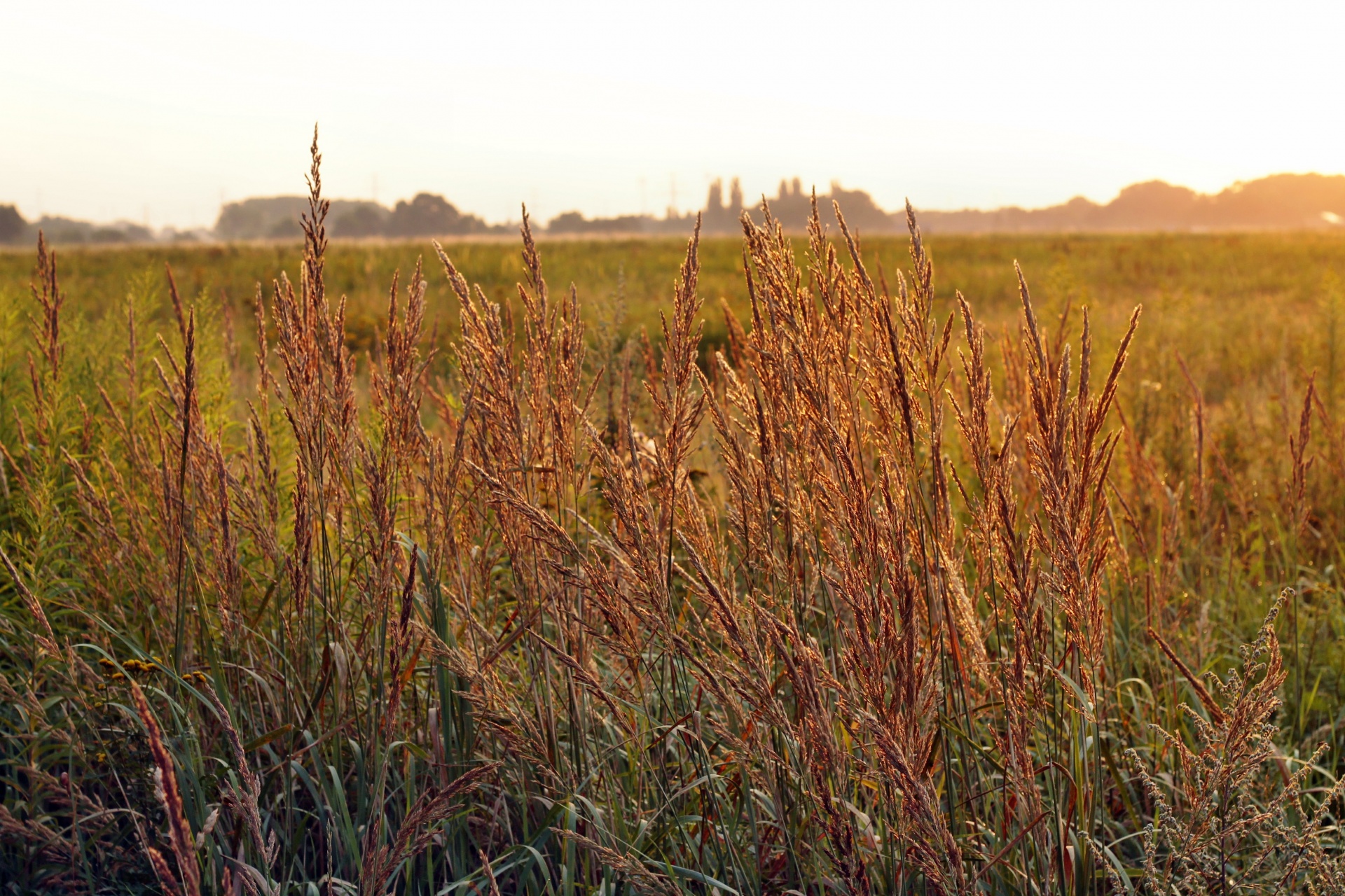 grass nature landscape free photo