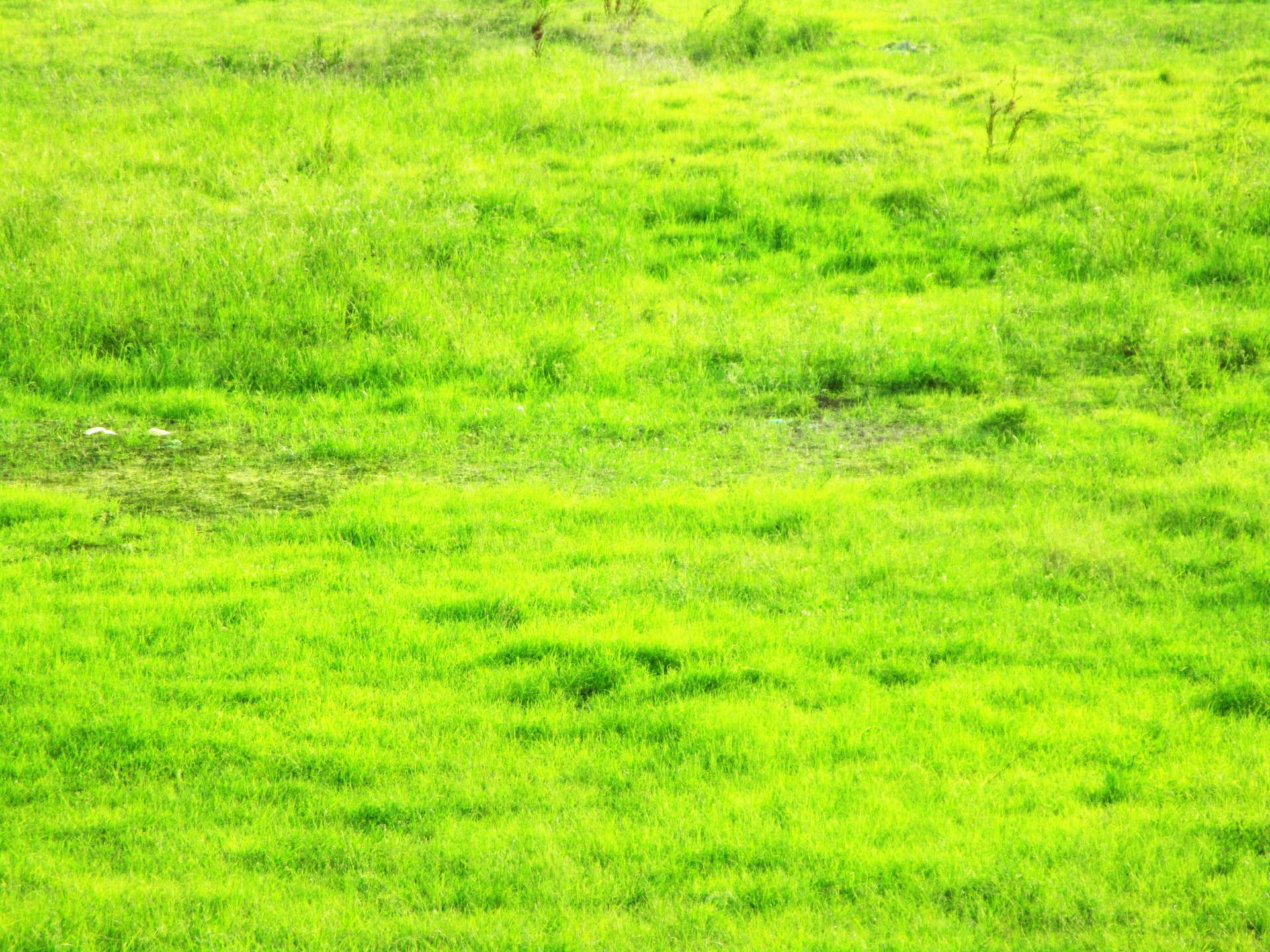 Edit Free Photo Of Fieldgrassgreenoverlaygrass Overlay