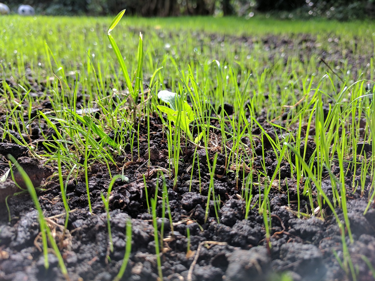 grass seed up close ground level free photo