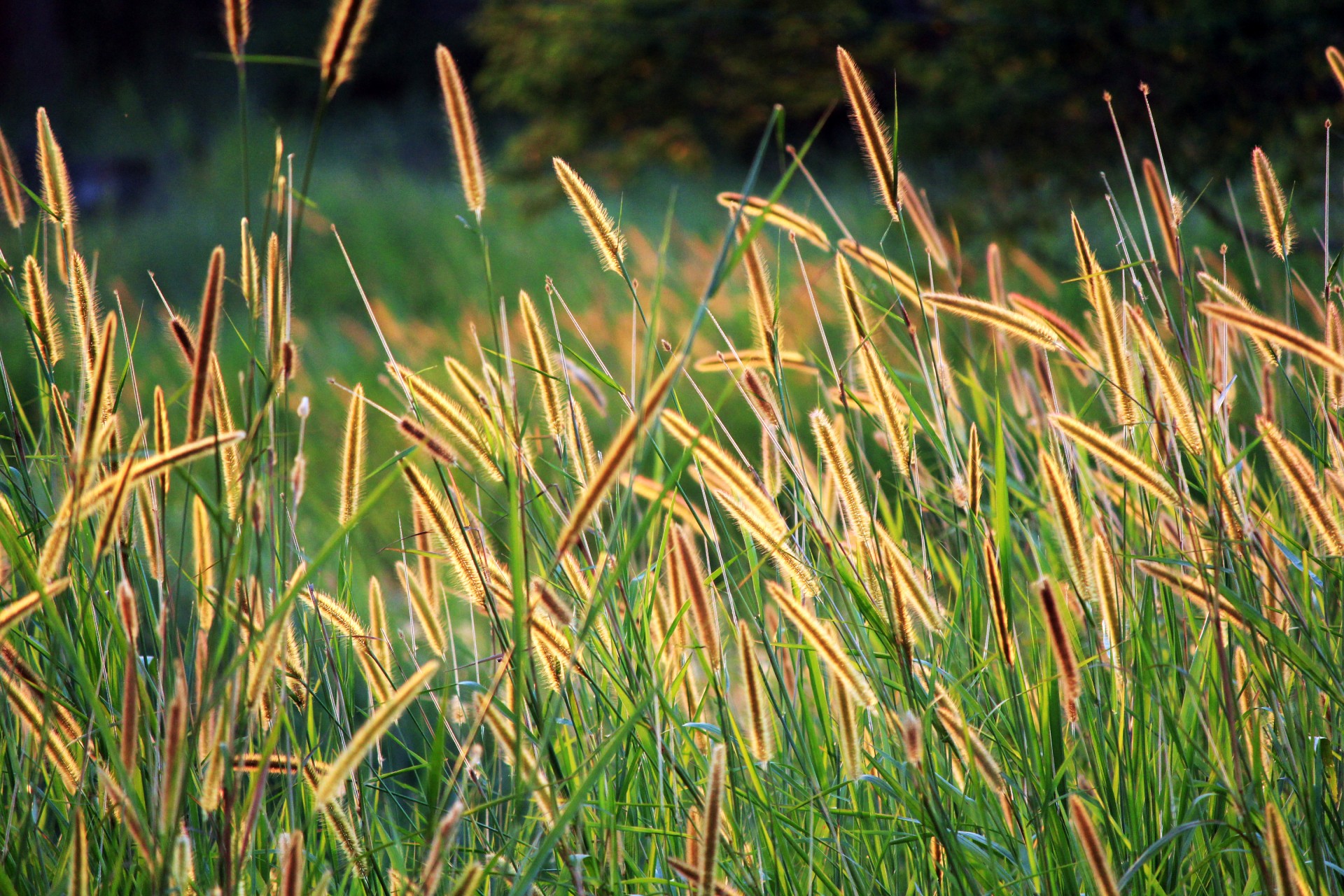 grass seed golden seeds long seeds free photo