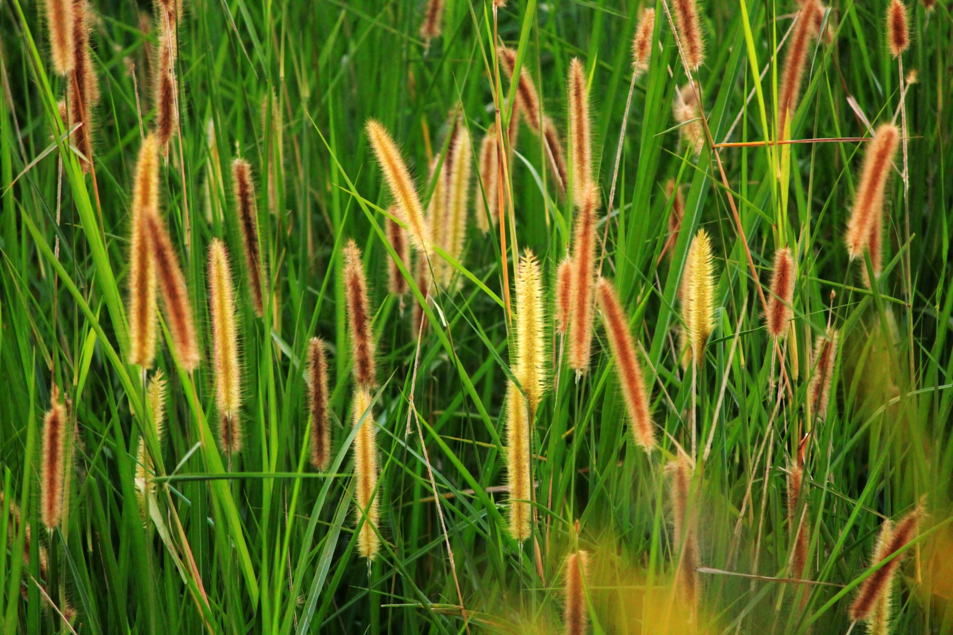grass seed brown seed field free photo