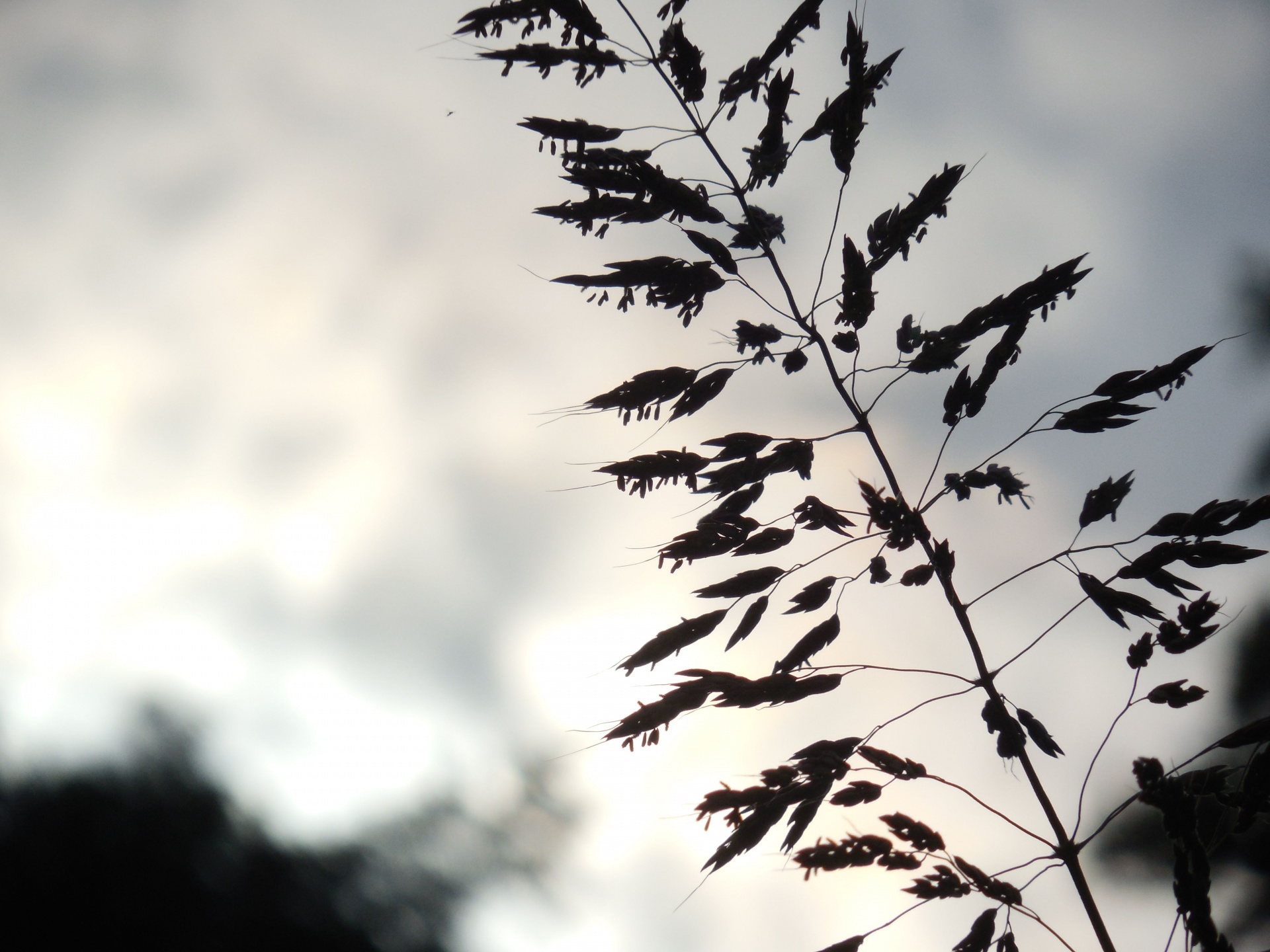 clouds grass seed free photo