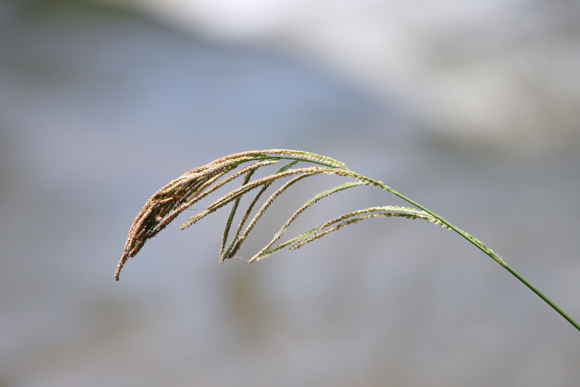 grass bent slender free photo