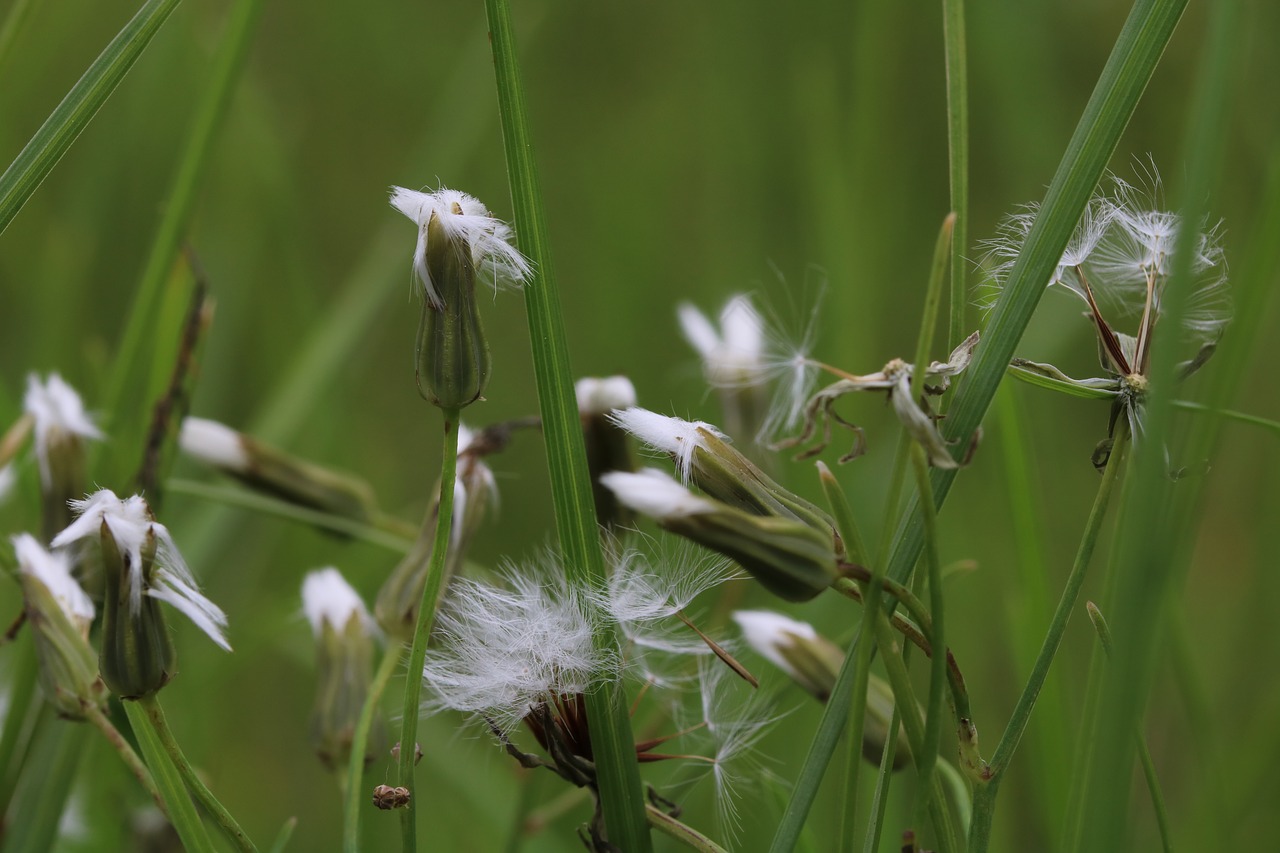 grass seeds  nature  spring free photo