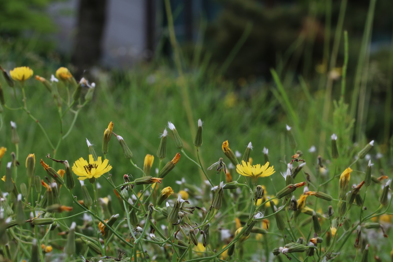 grass seeds  nature  spring free photo