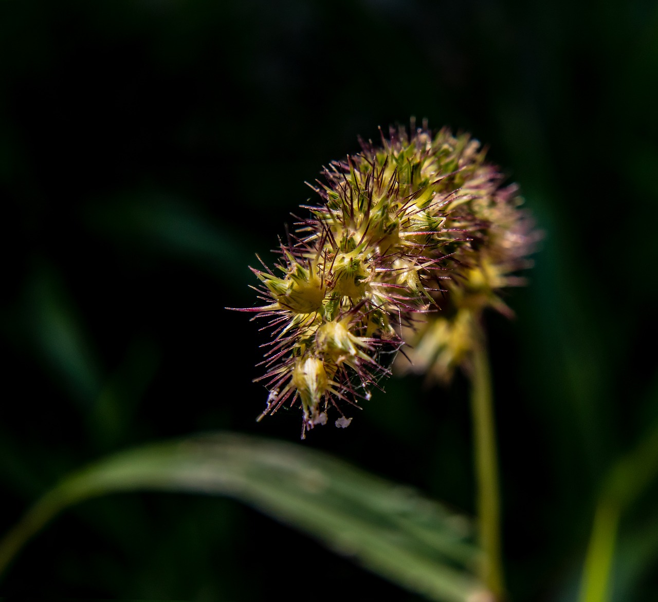 grass seeds  wild grain  grass free photo