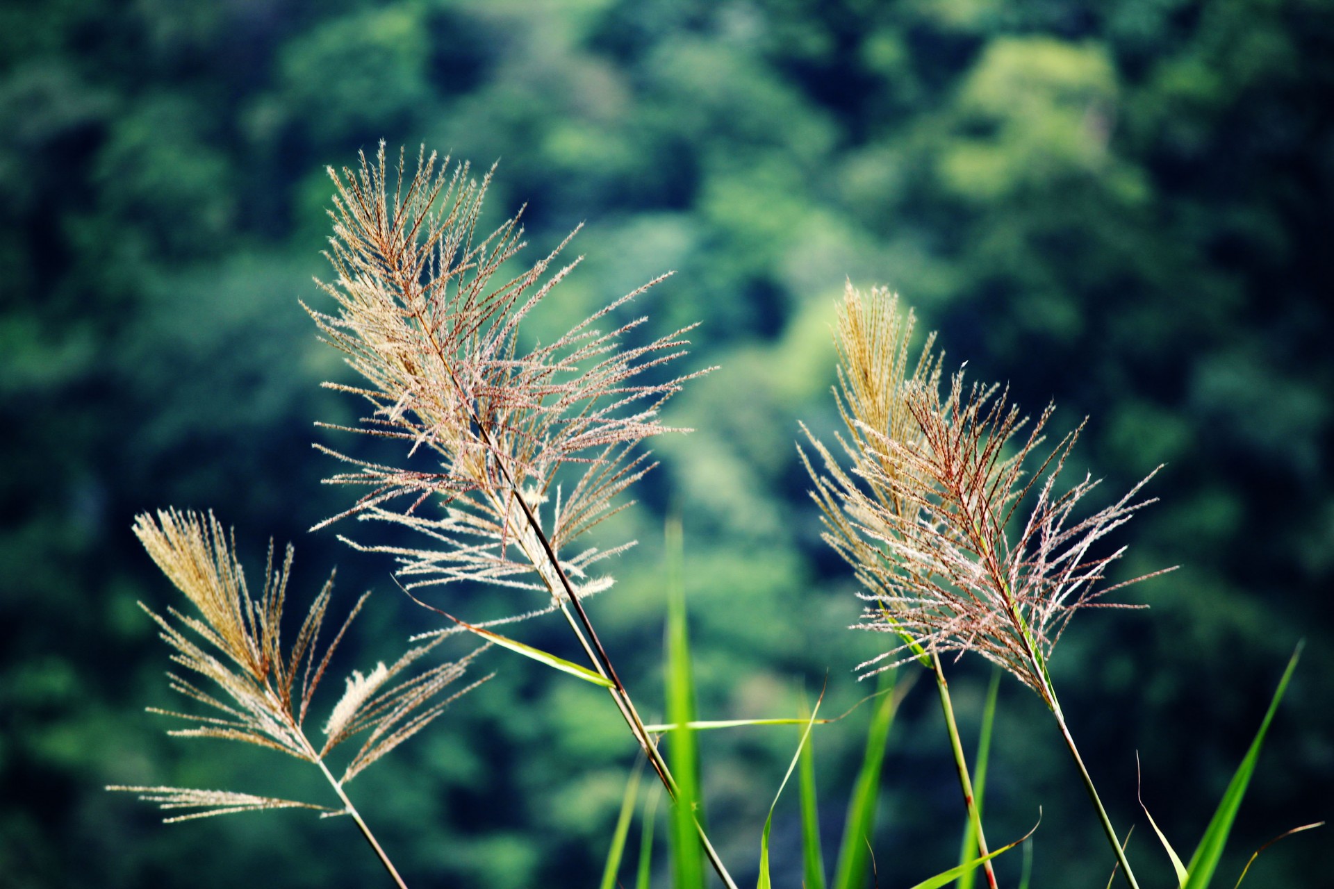 grass seed brown seed field free photo