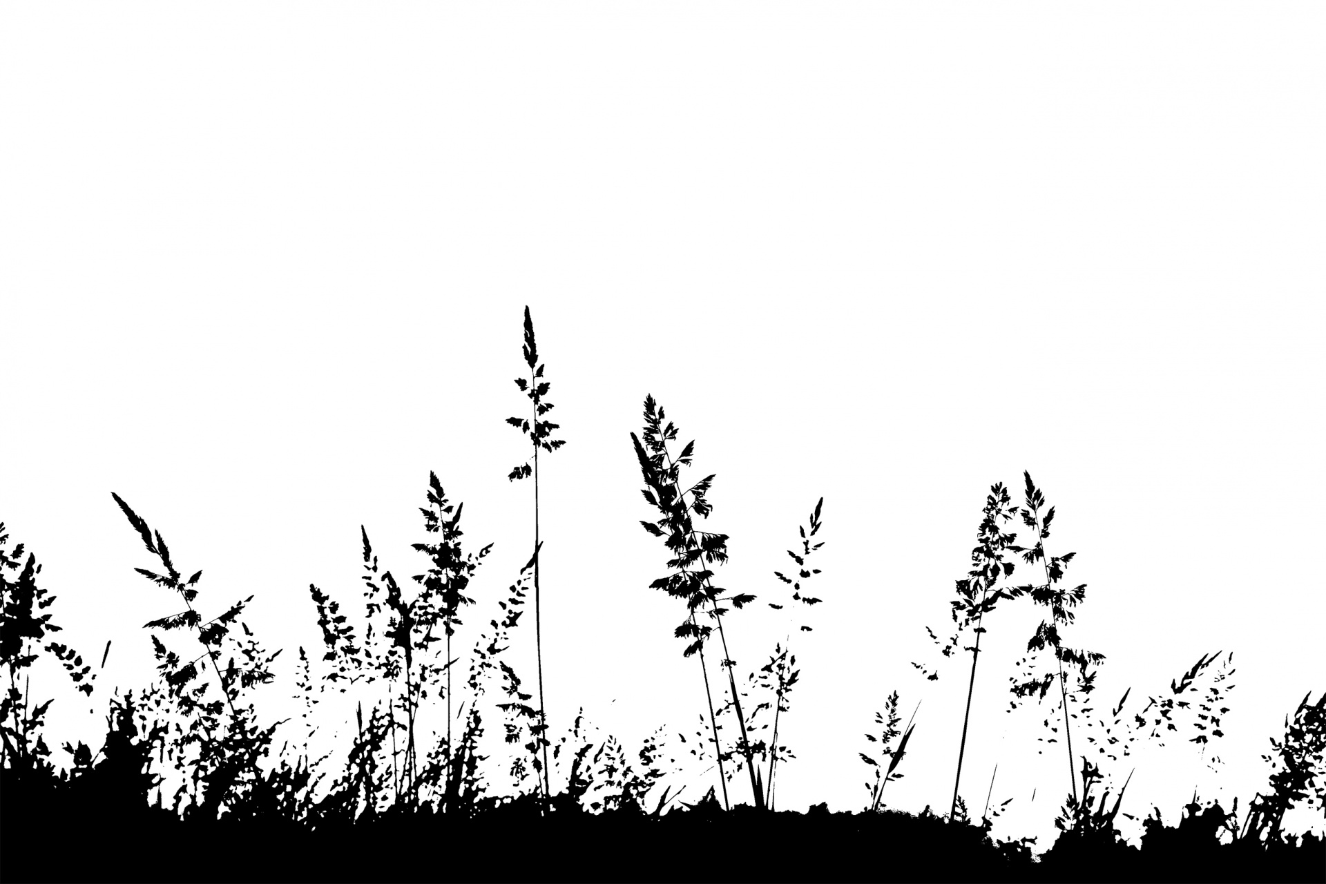 grass silhouette black free photo