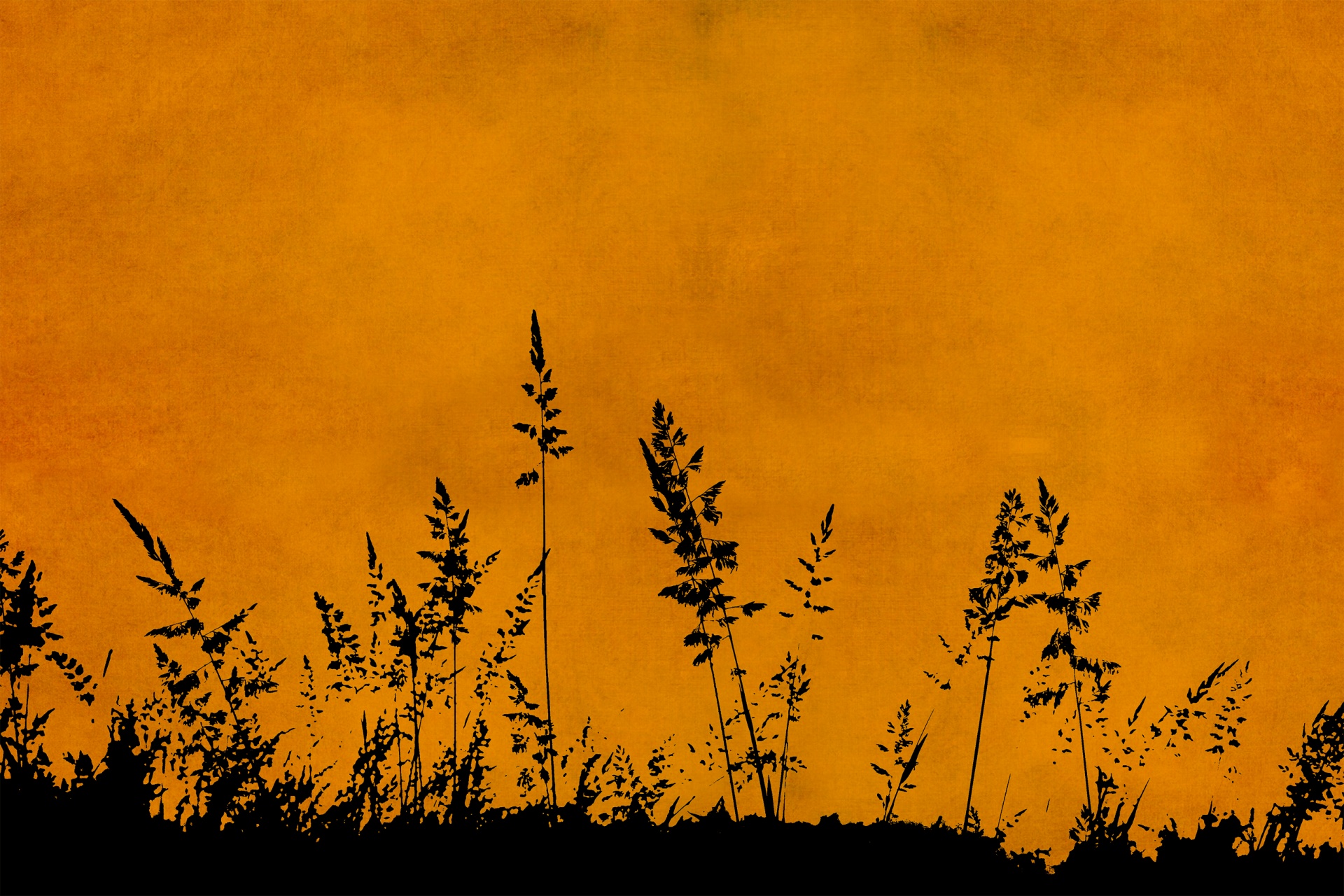grass silhouette sunrise free photo