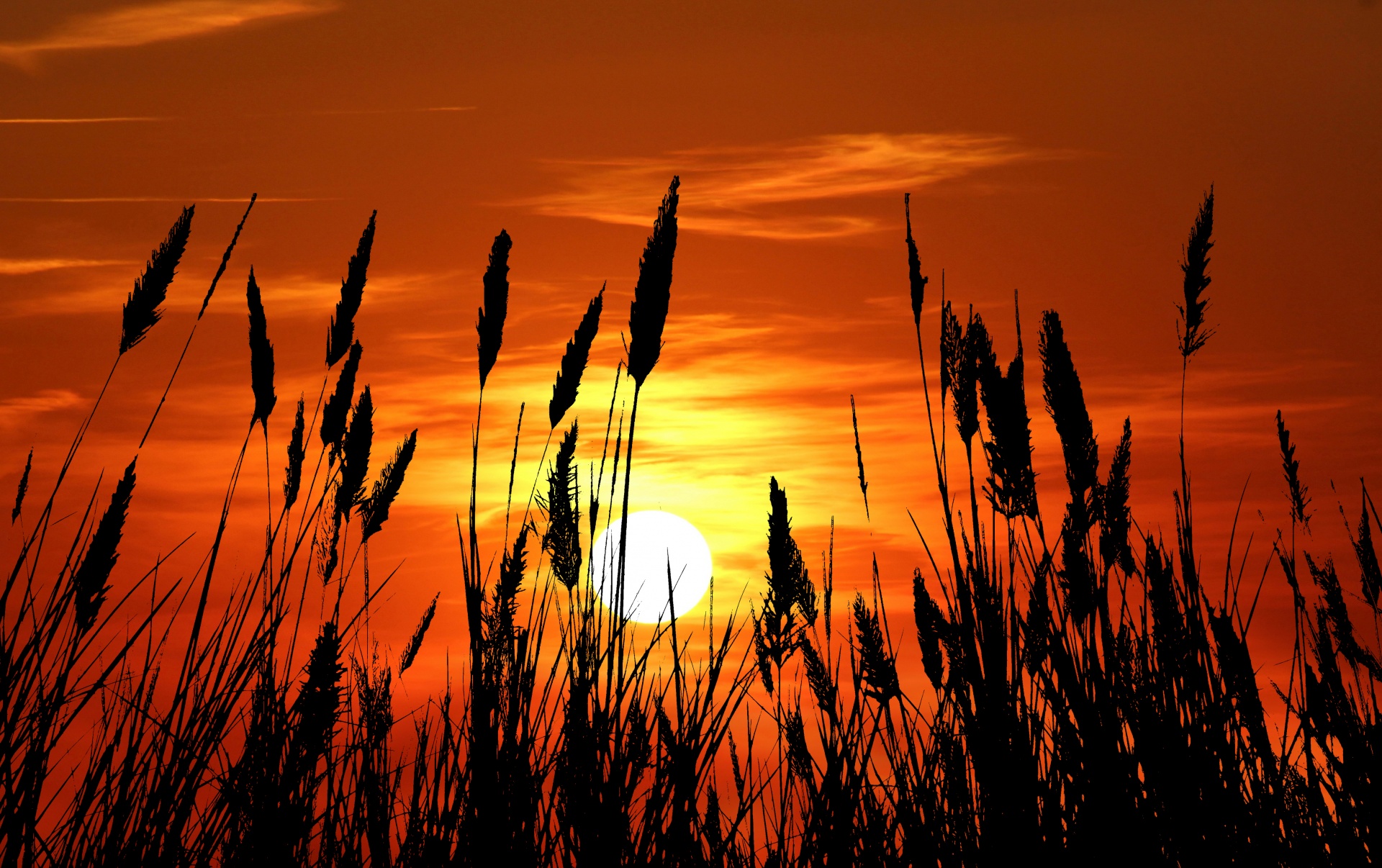 grass reeds silhouette free photo