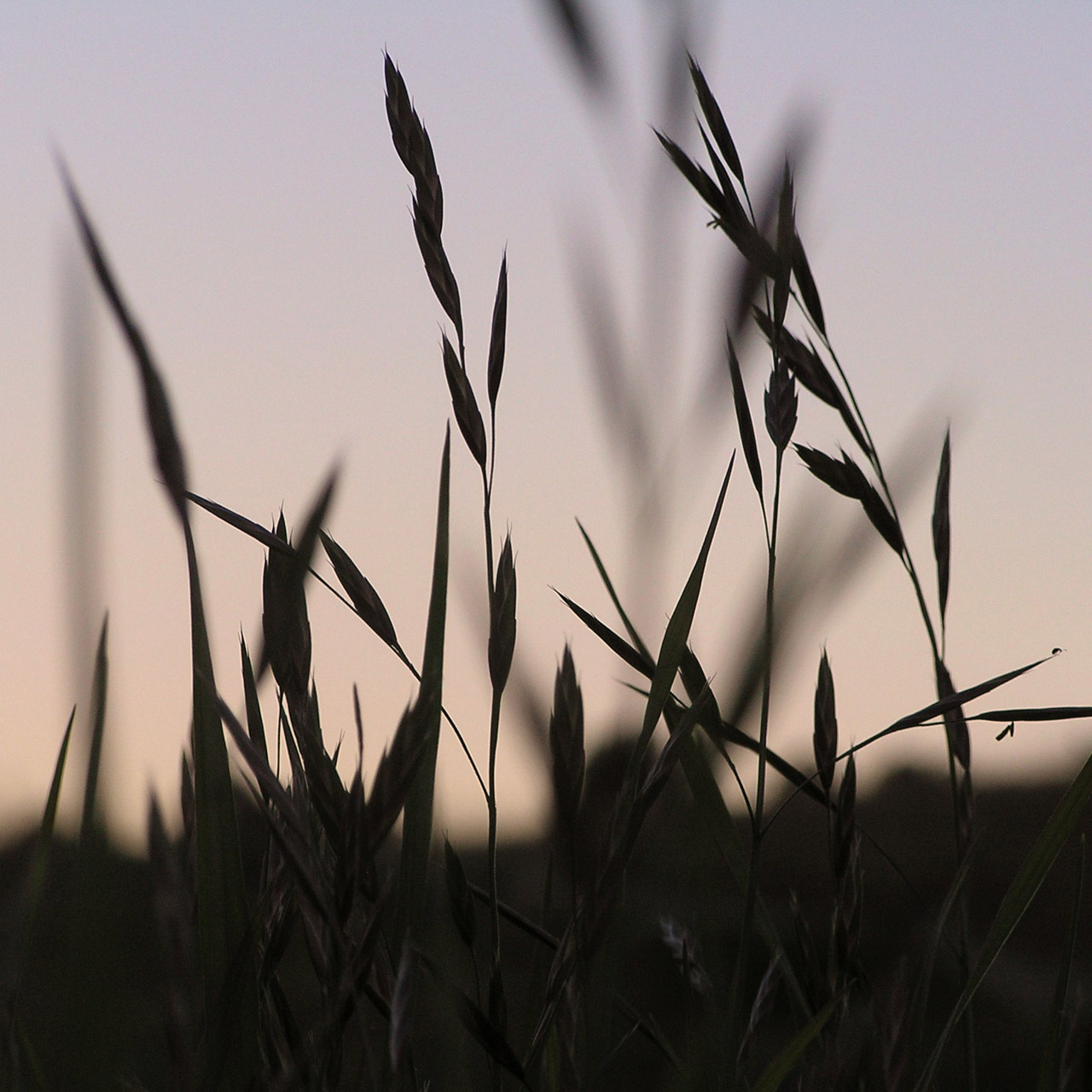 grass silhouette background free photo