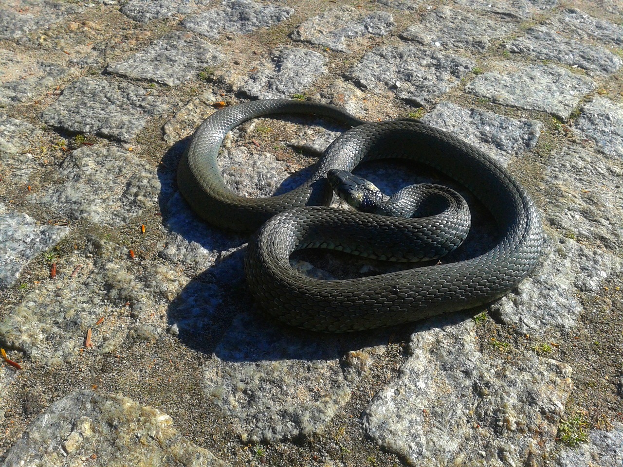 grass snake snake protected free photo