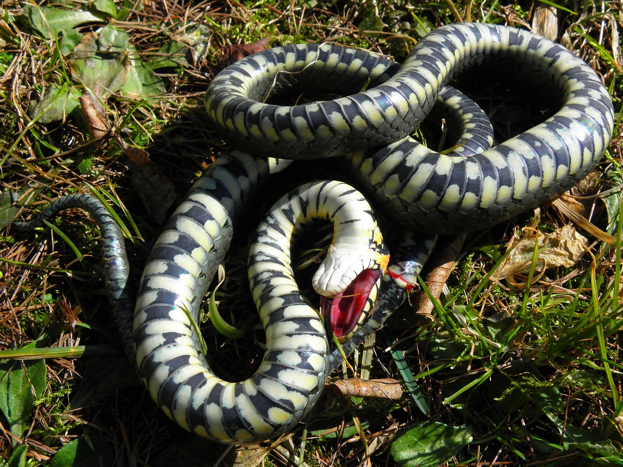 grass snake snake forest free photo