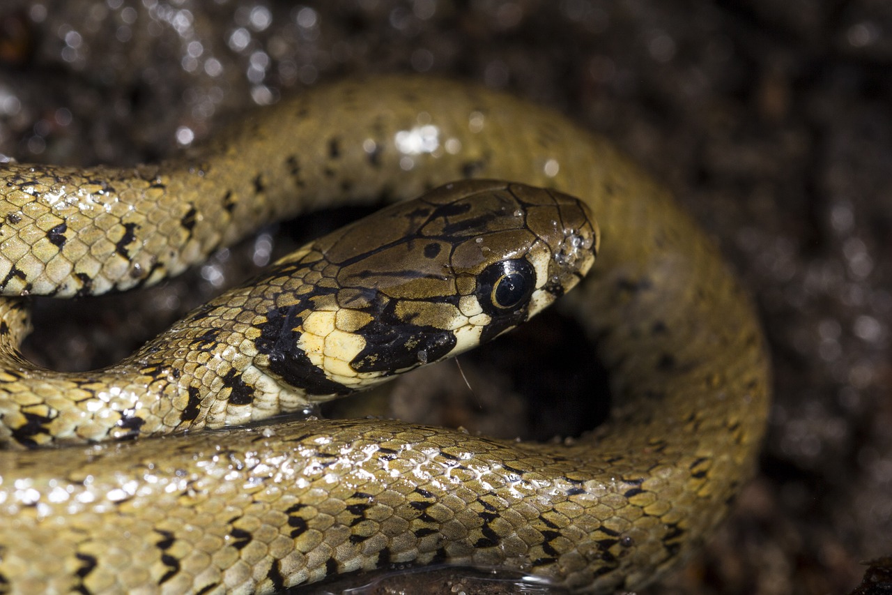 grass snake snake reptile free photo