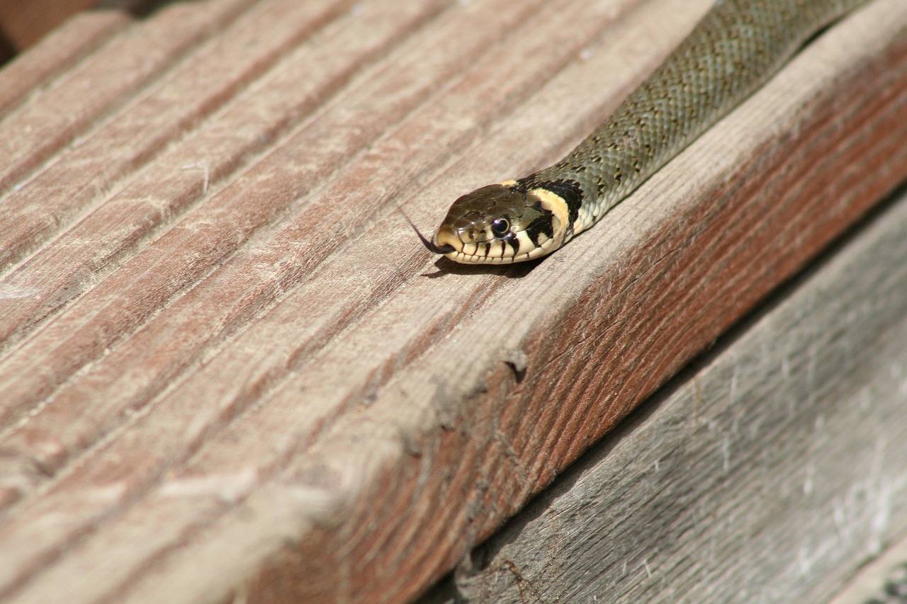 grass snake snake reptile free photo