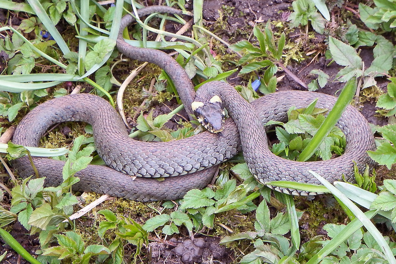 grass snake snake reptile free photo