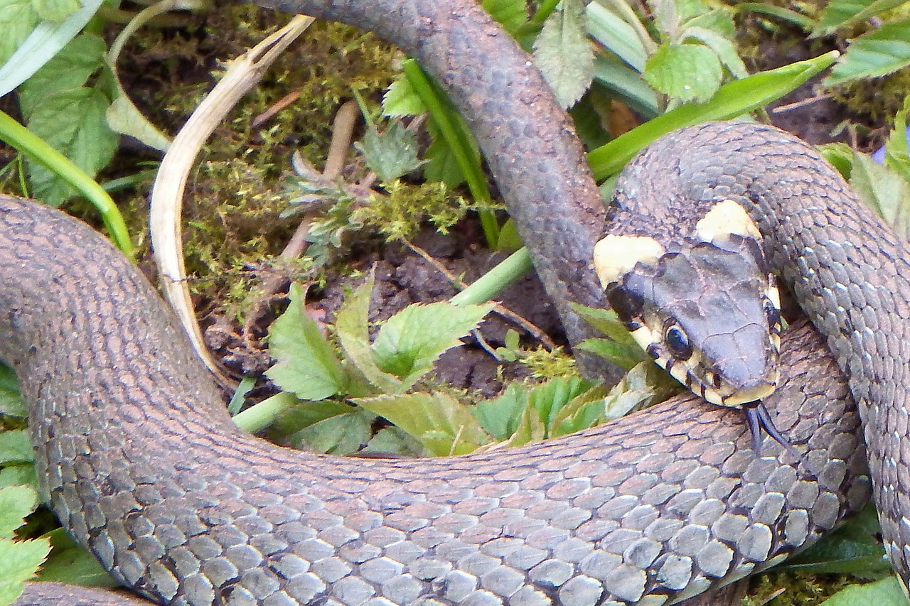 grass snake snake reptile free photo