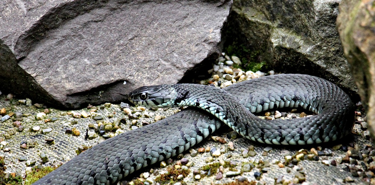 grass snake snake reptile free photo