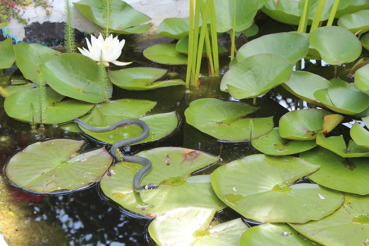 grass snake snake garden pond free photo