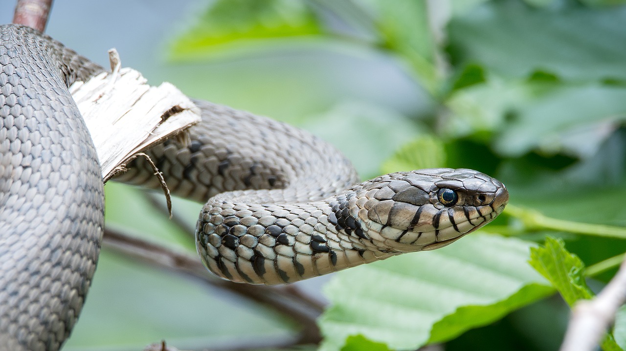 grass snake natrix helvetica snake free photo