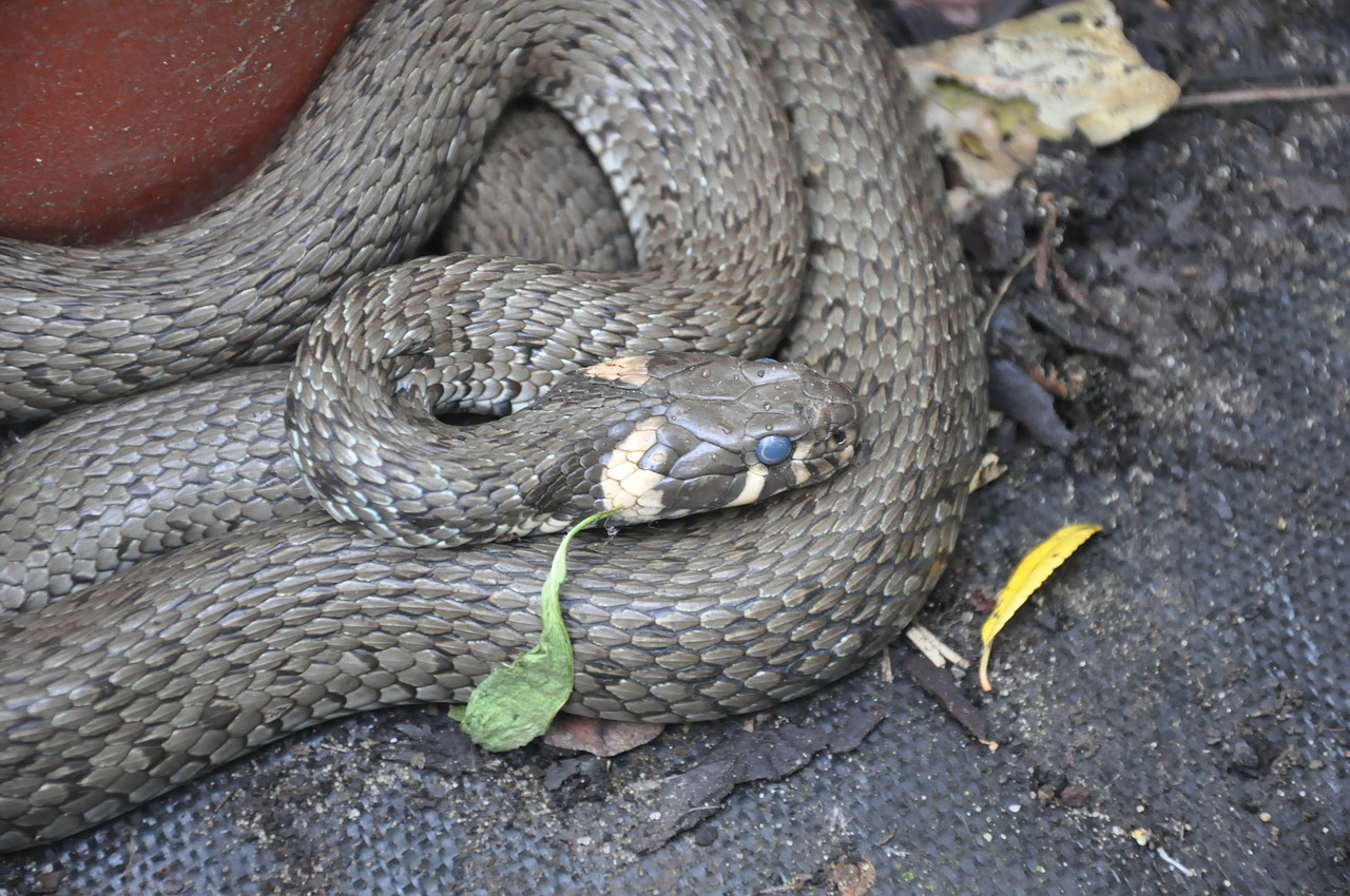 grass snake snake animal free photo