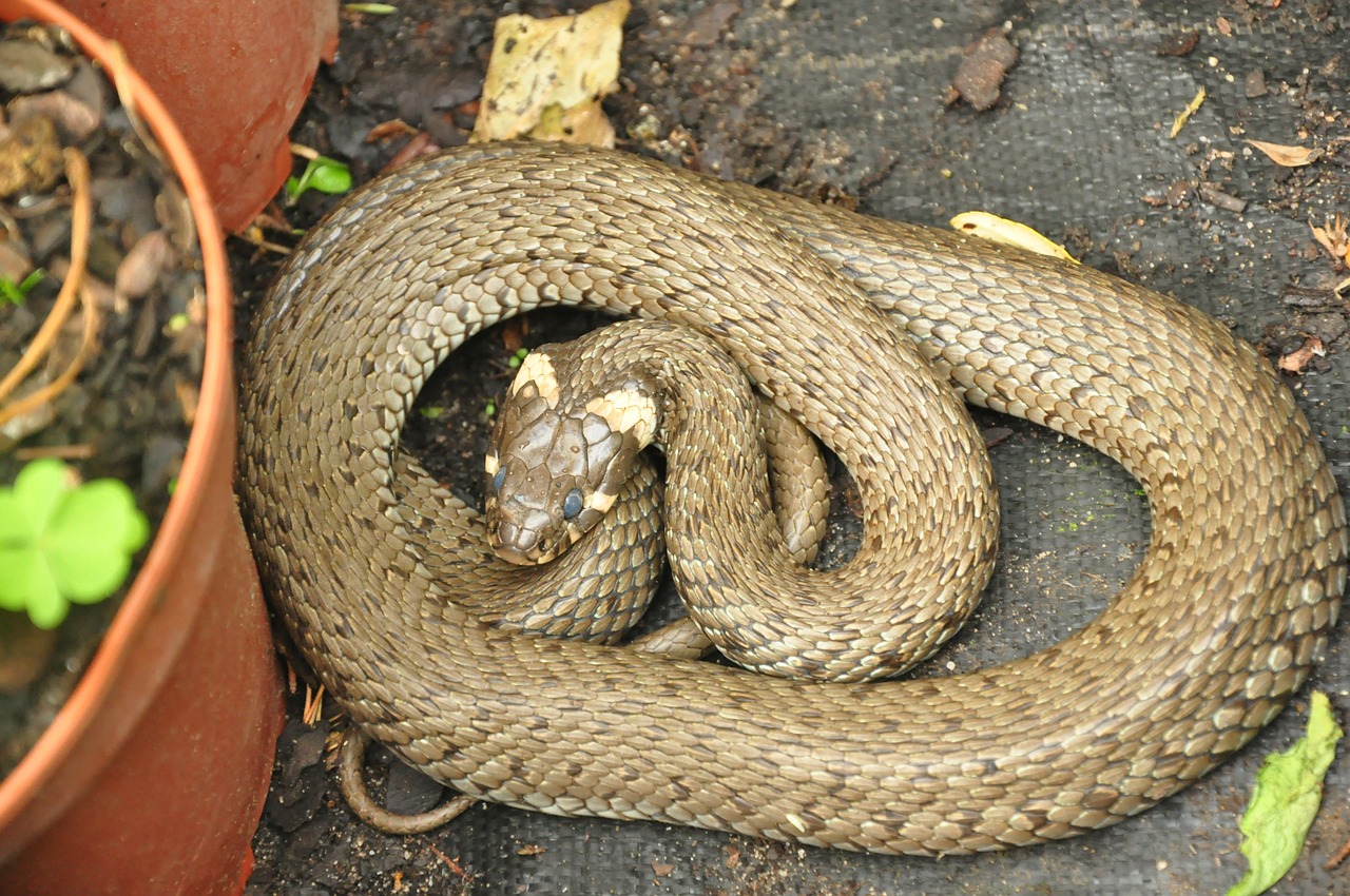 grass snake snake bronze free photo