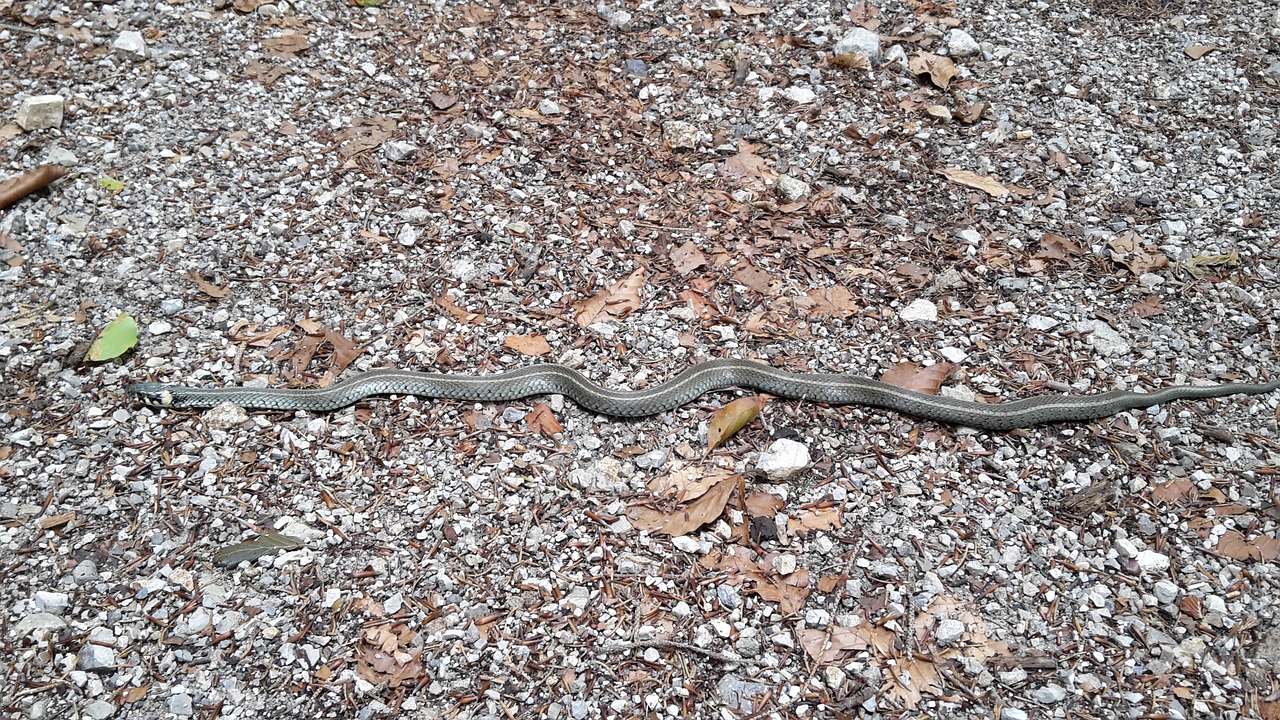 grass snake snake road free photo