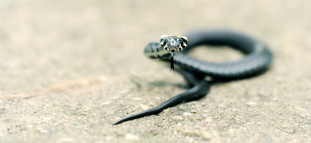 grass snake snake garden free photo