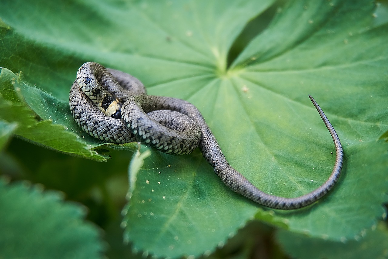 grass snake  snake  hide free photo
