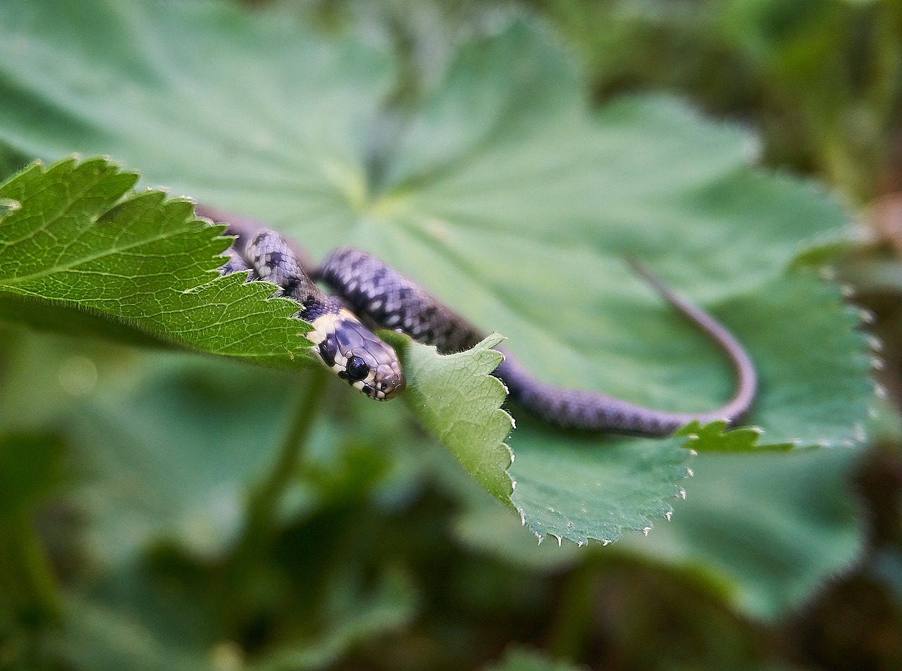 grass snake  snake  hide free photo