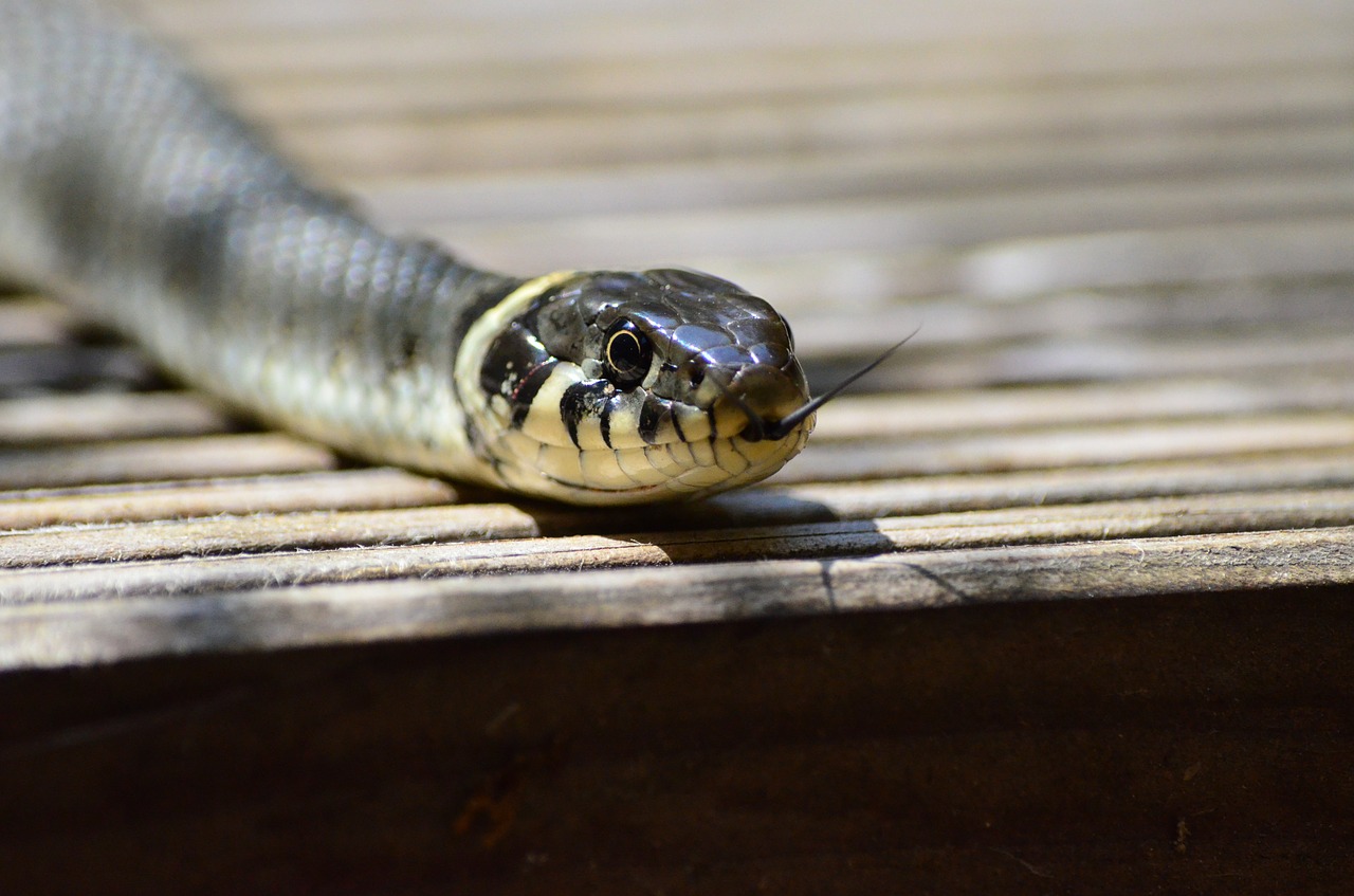 grass snake snake snakehead free photo