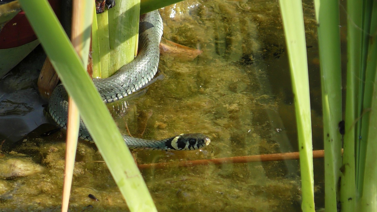grass snake  snake  natter free photo