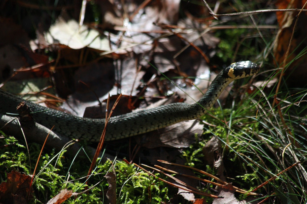 grass snake nature snake free photo