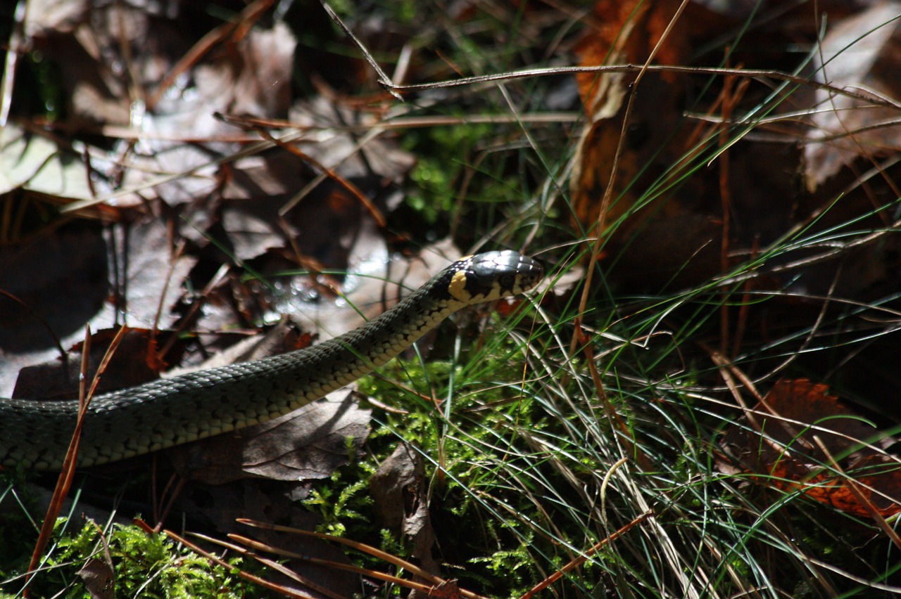 grass snake nature snake free photo