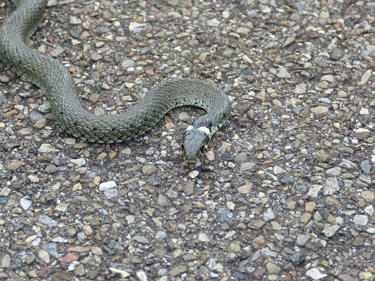 grass snake snake reptile free photo