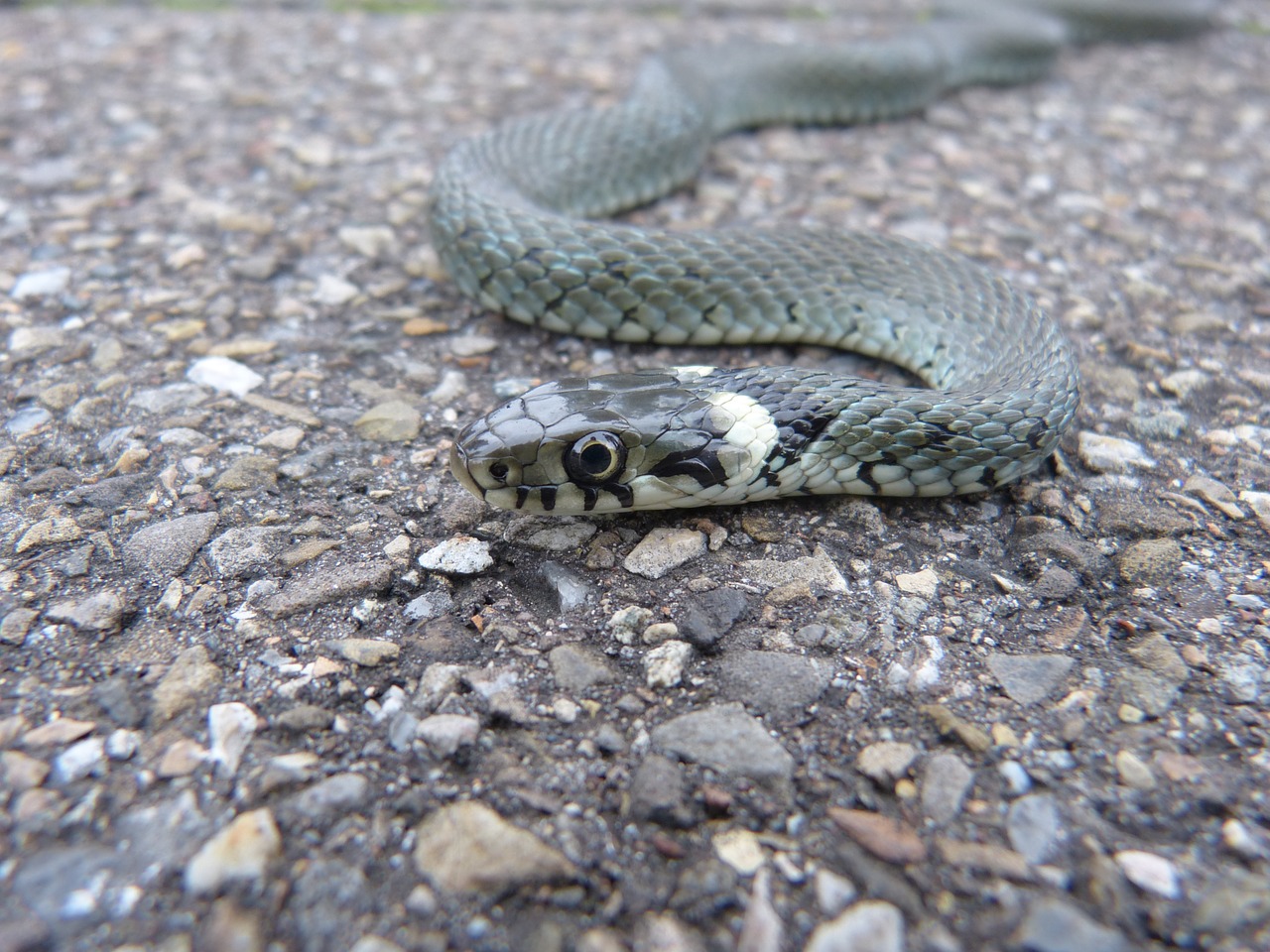 grass snake snake reptile free photo