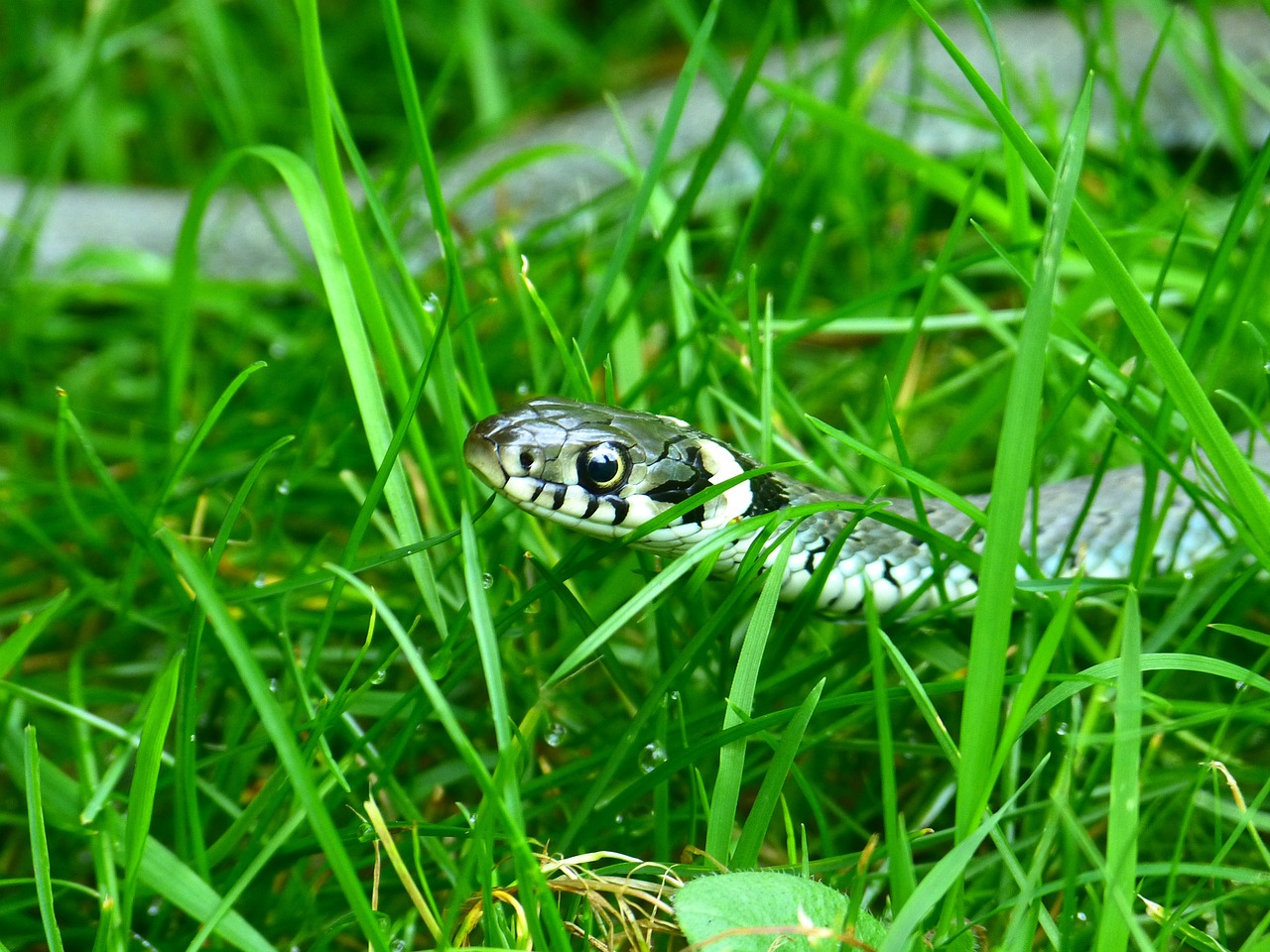 grass snake snake head game free photo