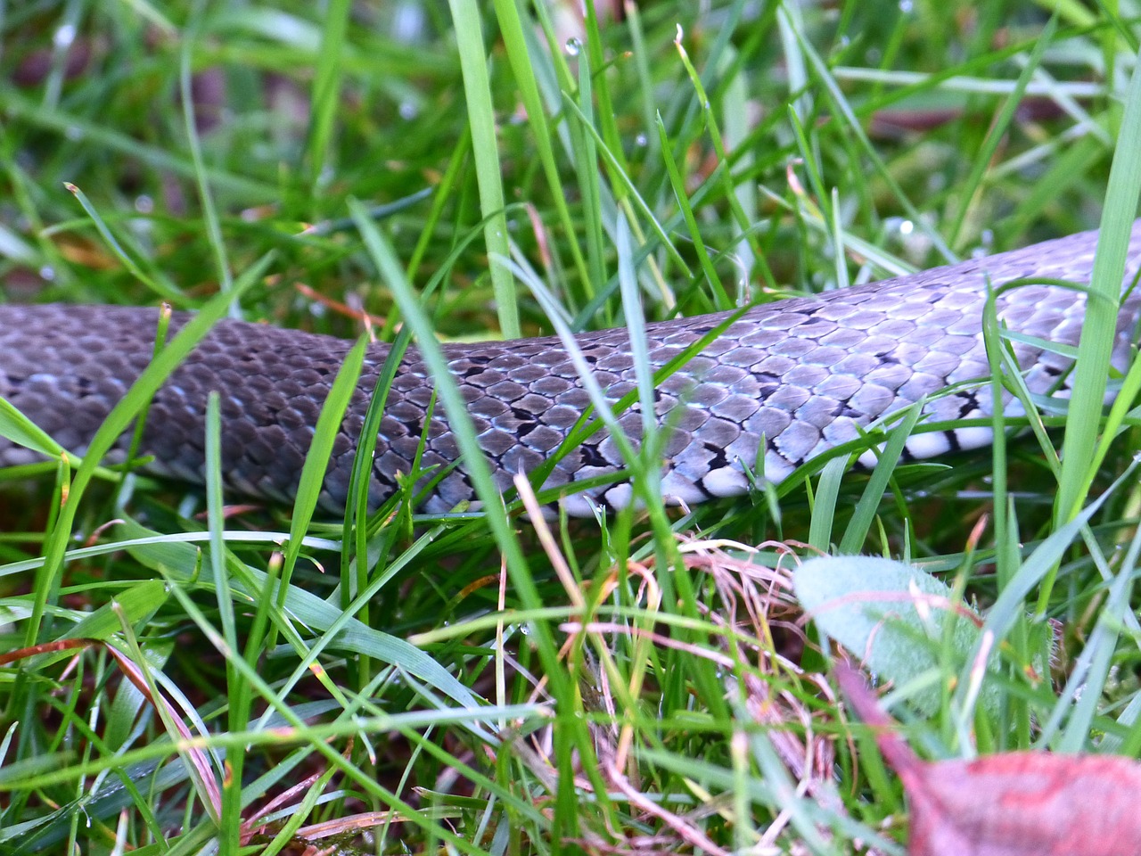 grass snake snake scale free photo