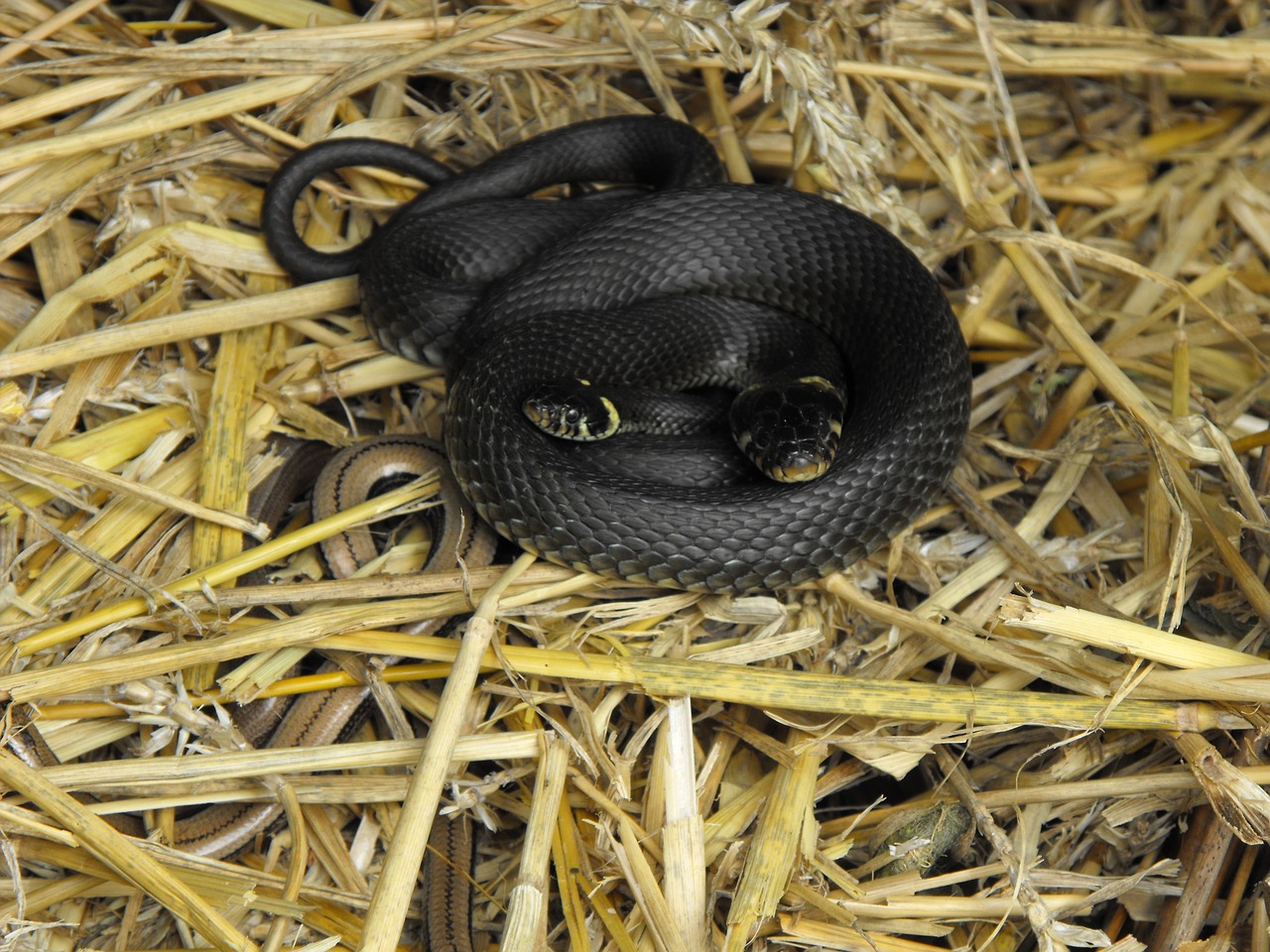 grass snake slow worm compost free photo