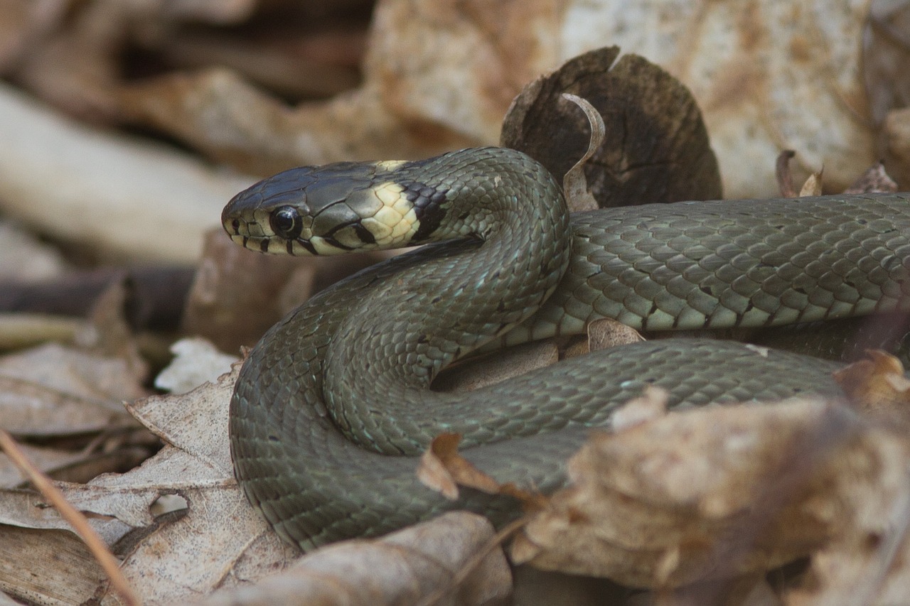 grass snake amphibian pond free photo