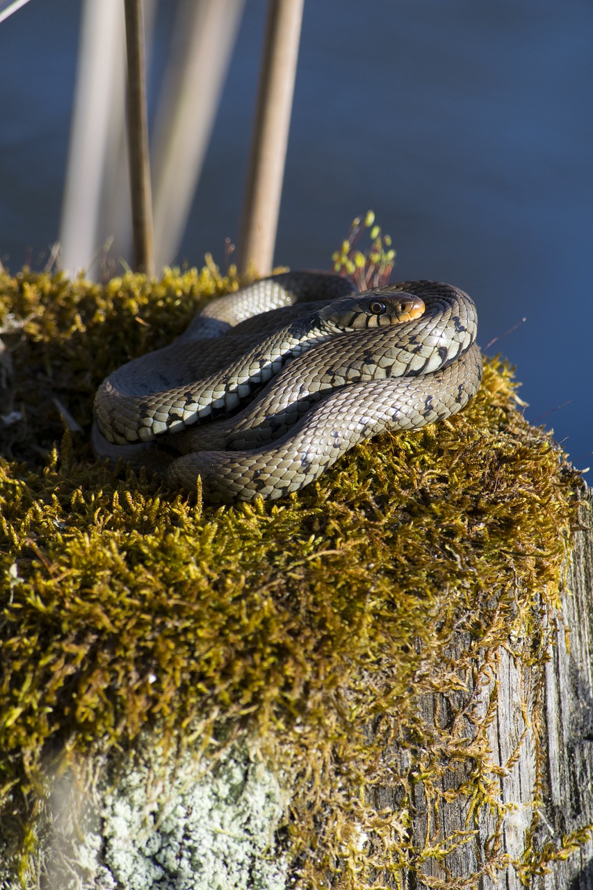 grass snake species reptile free photo
