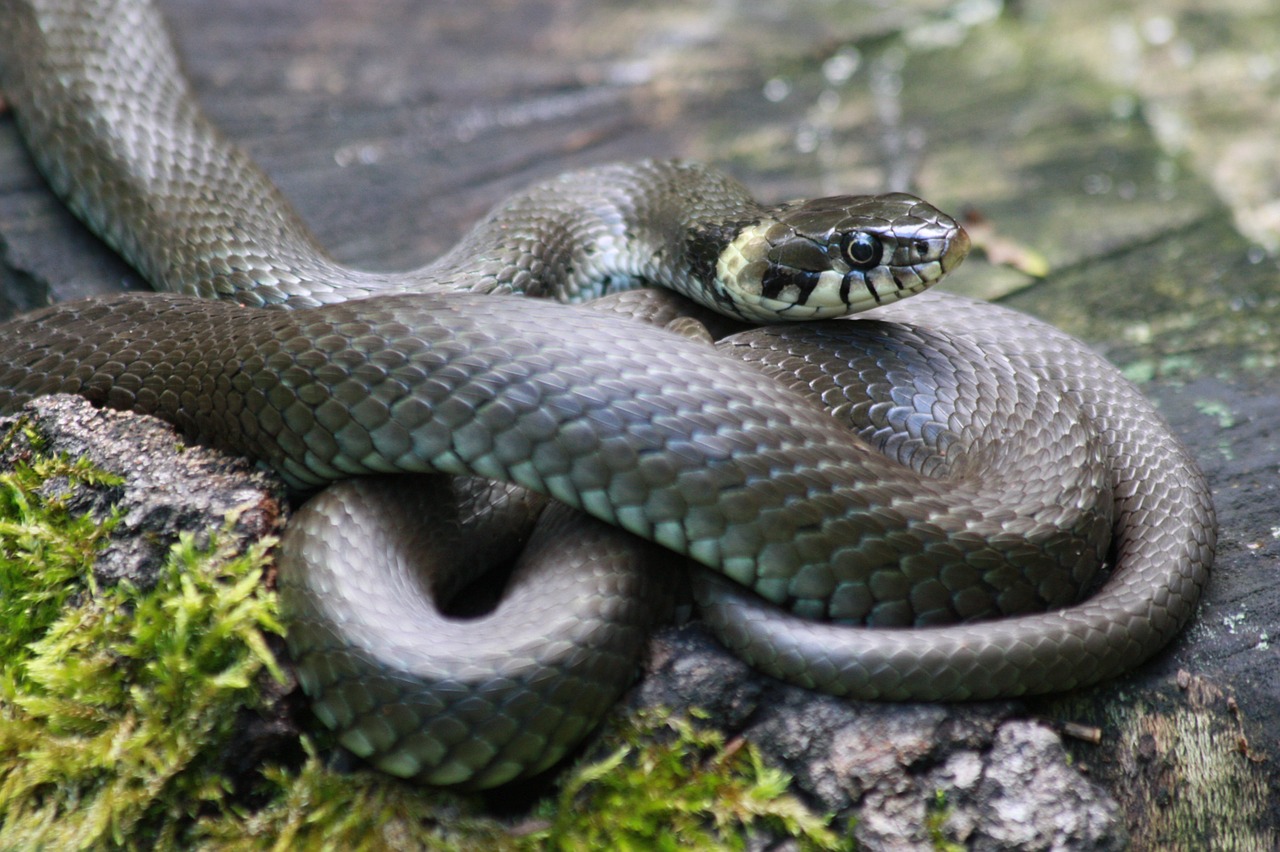 grass snake viper animal free photo