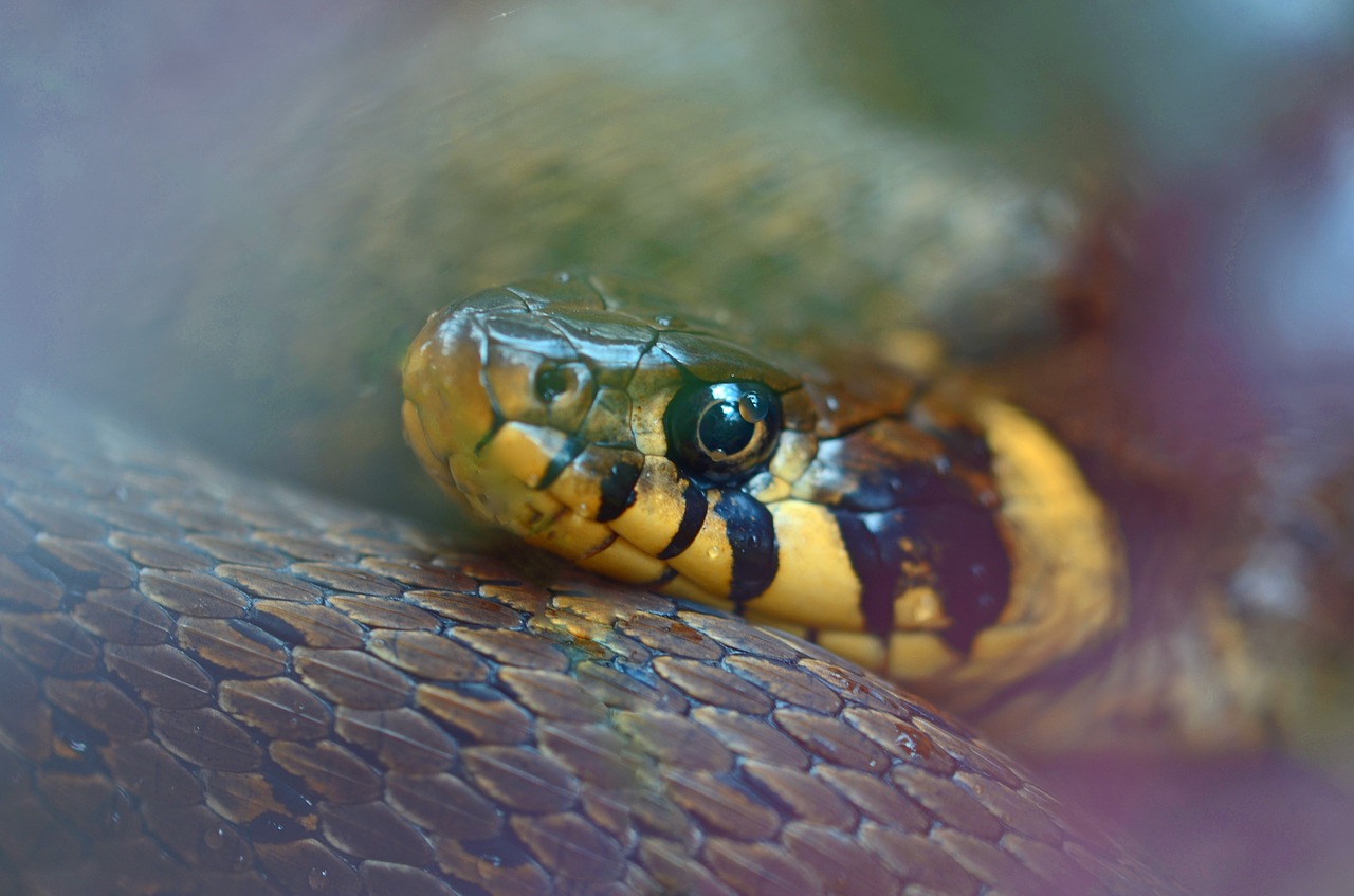 grass snake snake natter free photo