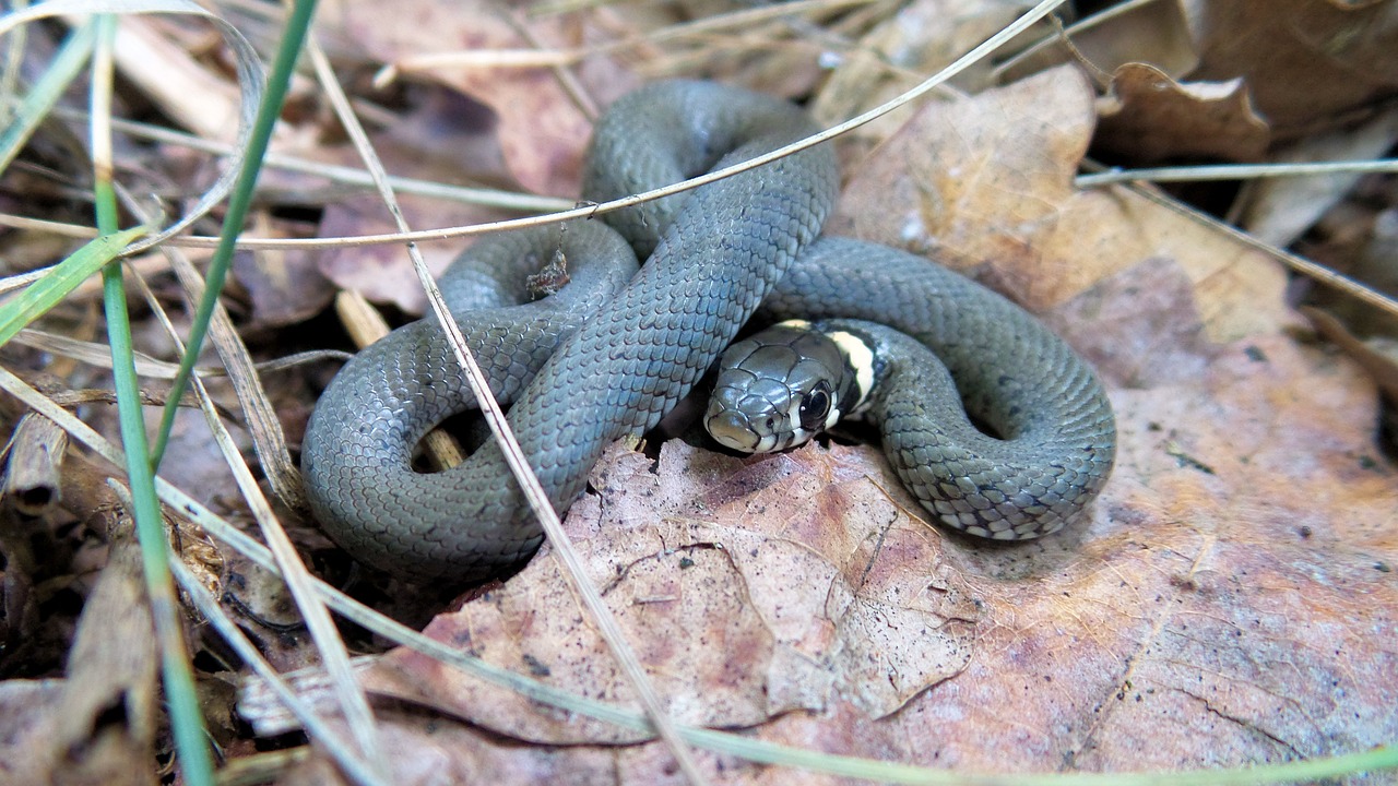 grass snake snake nature free photo