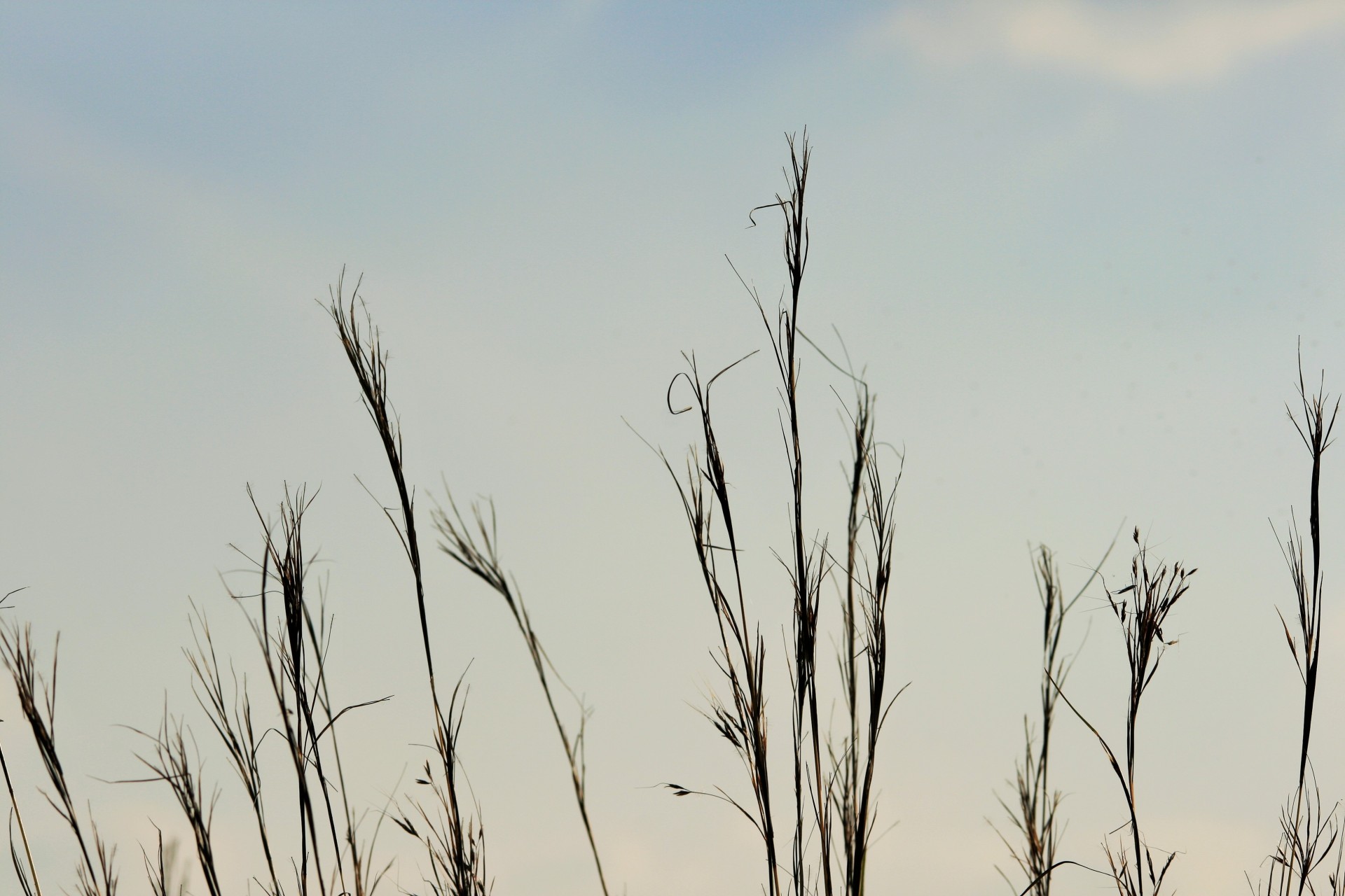 veld grass tall free photo