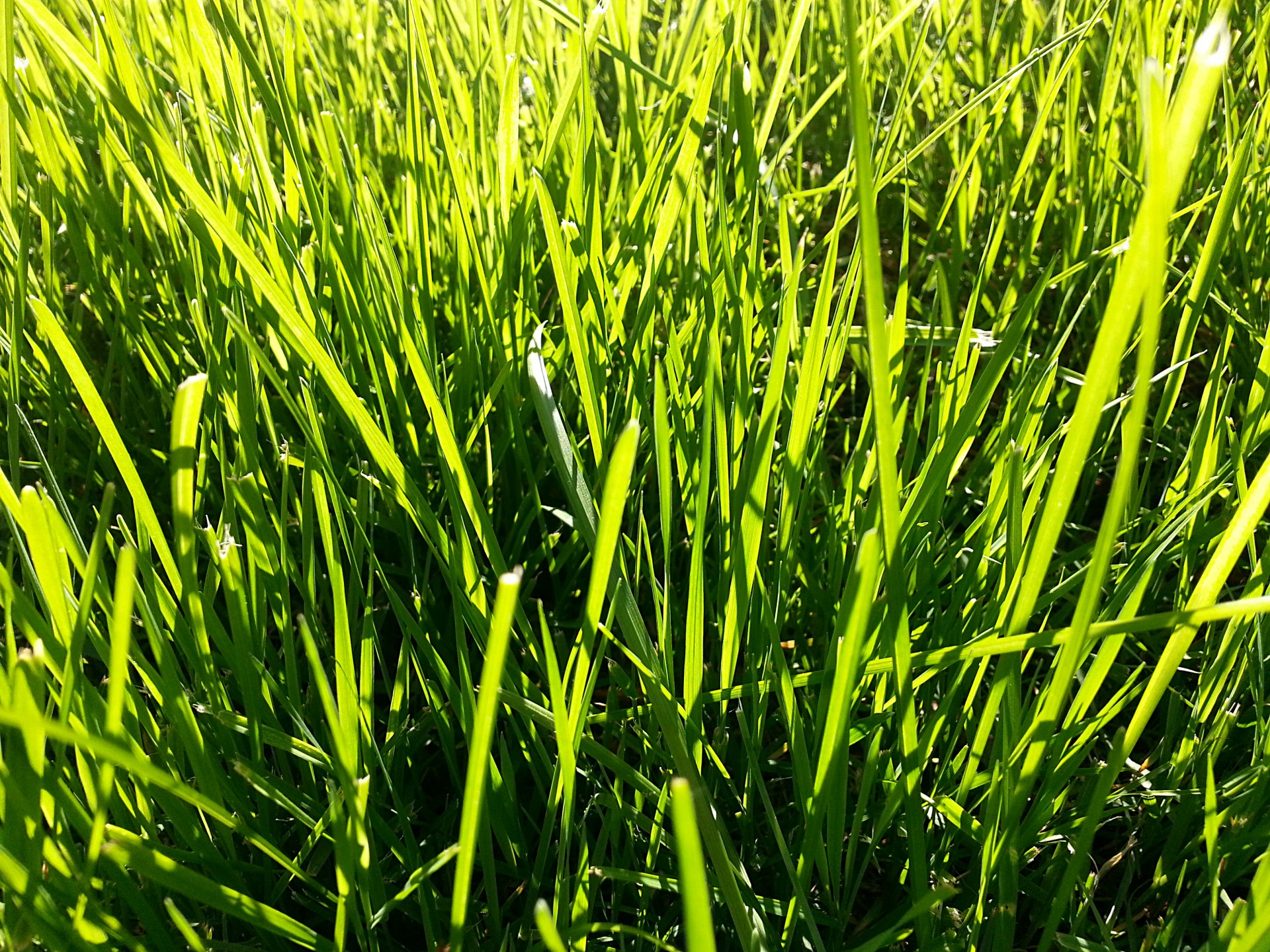 grass herb grazing free photo