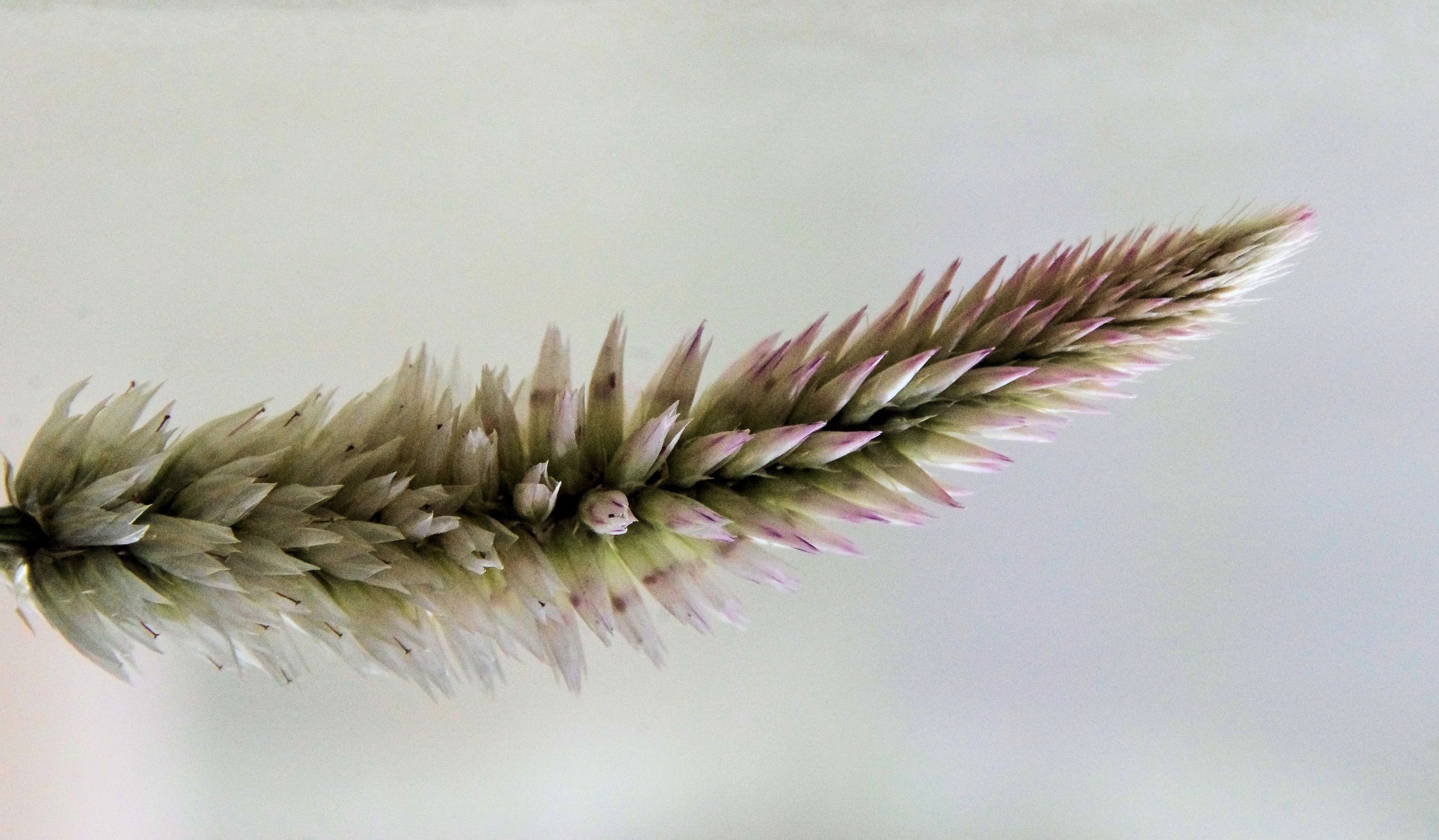 grass texture background free photo