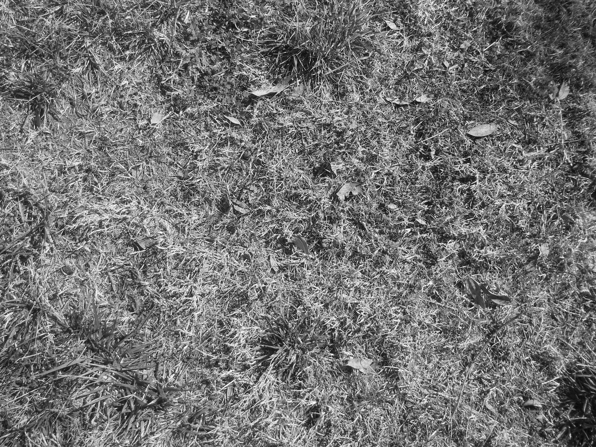 grass texture b&w free photo