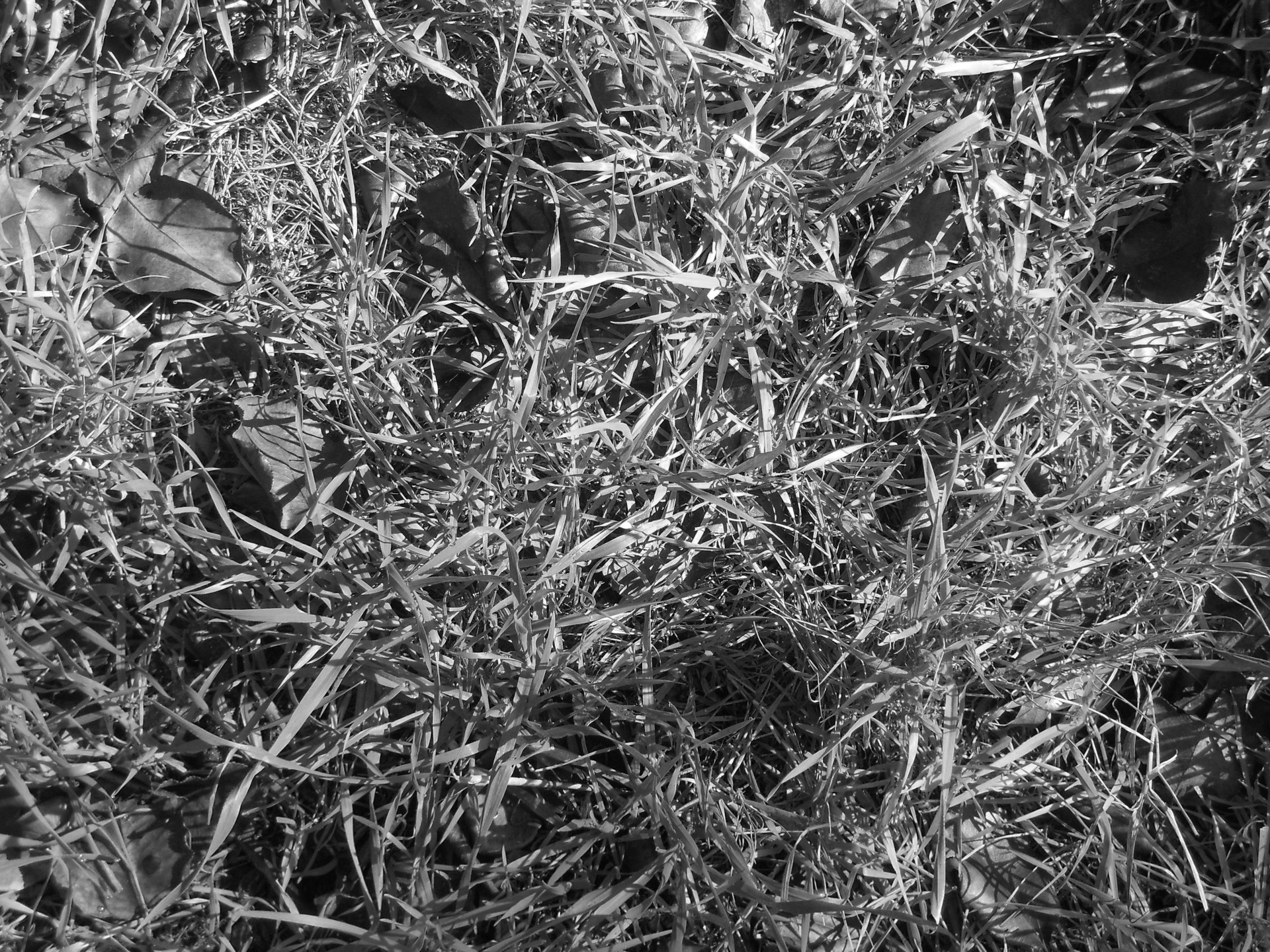 grass texture b&w free photo